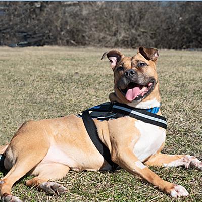 Enlarge Roxie, a ADOPTABLE Boxer in Hilliard, OH image 3/3