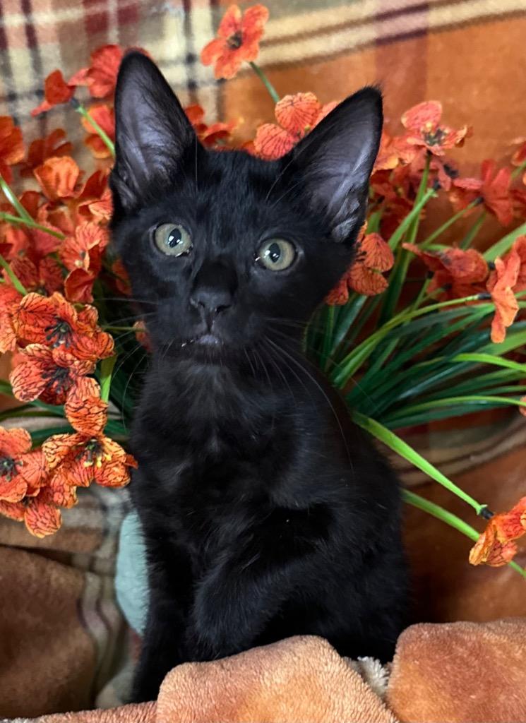 6/23/26 Sage, ADOPTABLE, Kitten • Female, American Bobtail.