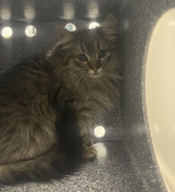 Mojave, Adoptable, Kitten Female Domestic Long Hair.