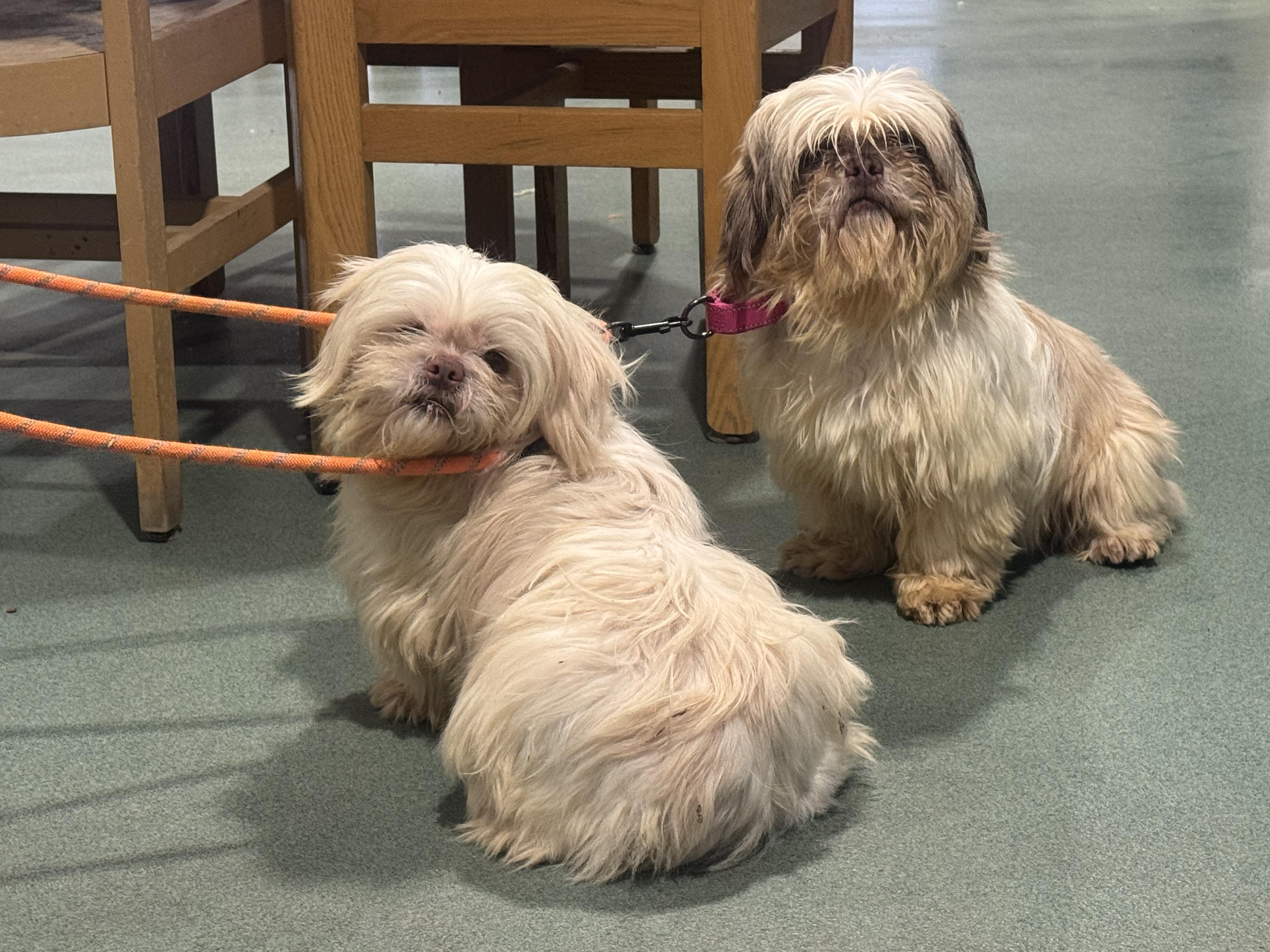 Enlarge Gorgug & Guleth, a ADOPTABLE mixed breed in Williamsport, PA image 1/1