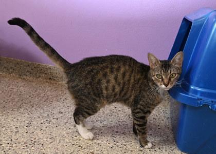 Jackie, an adoptable Domestic Short Hair in Baton Rouge, LA_image-1