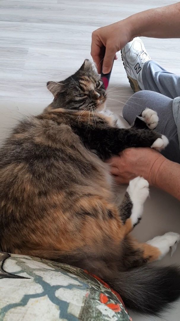 Enlarge Esme, a Adoptable Tortoiseshell in Lethbridge, AB image 1/8