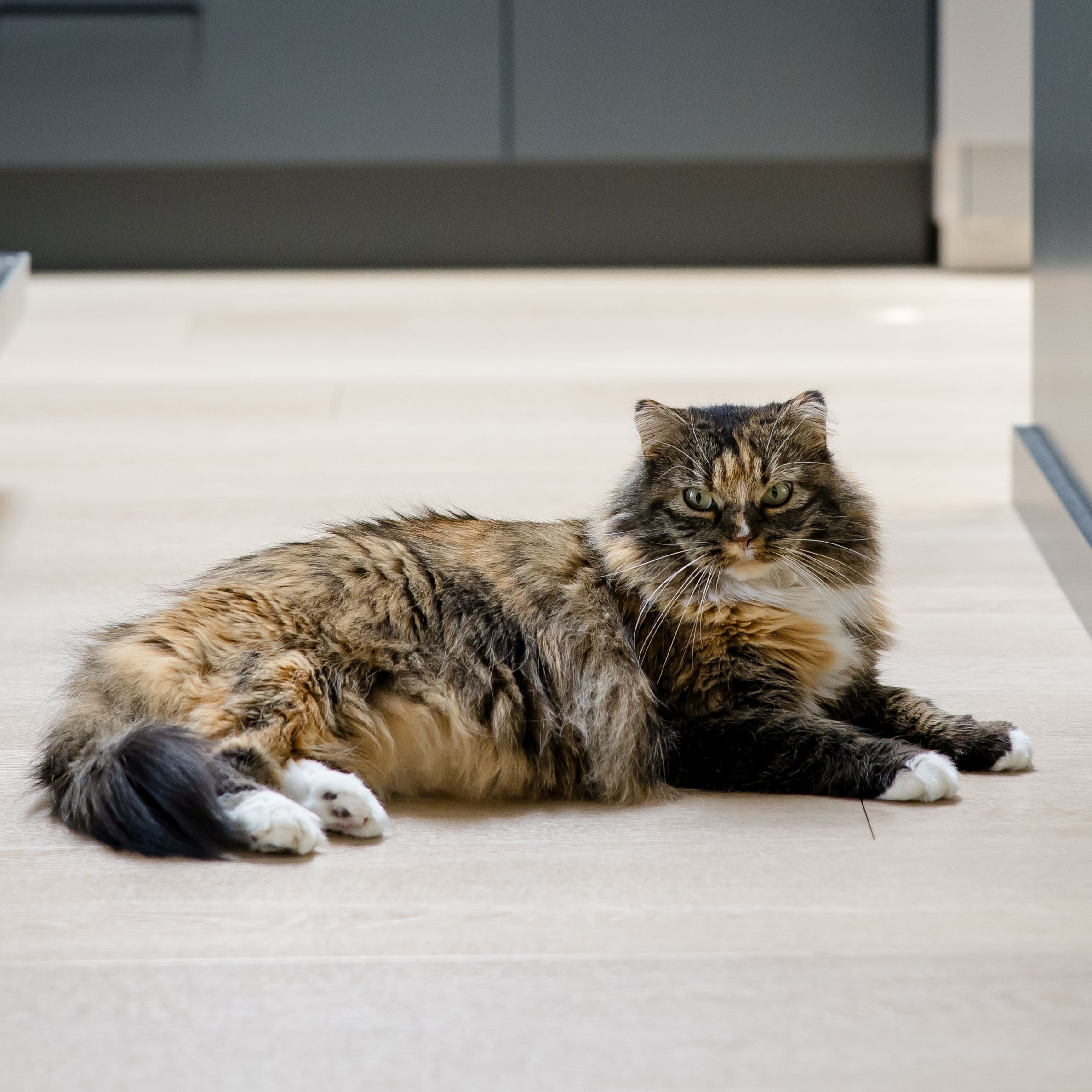 Enlarge Esme, a Adoptable Tortoiseshell in Lethbridge, AB image 2/8