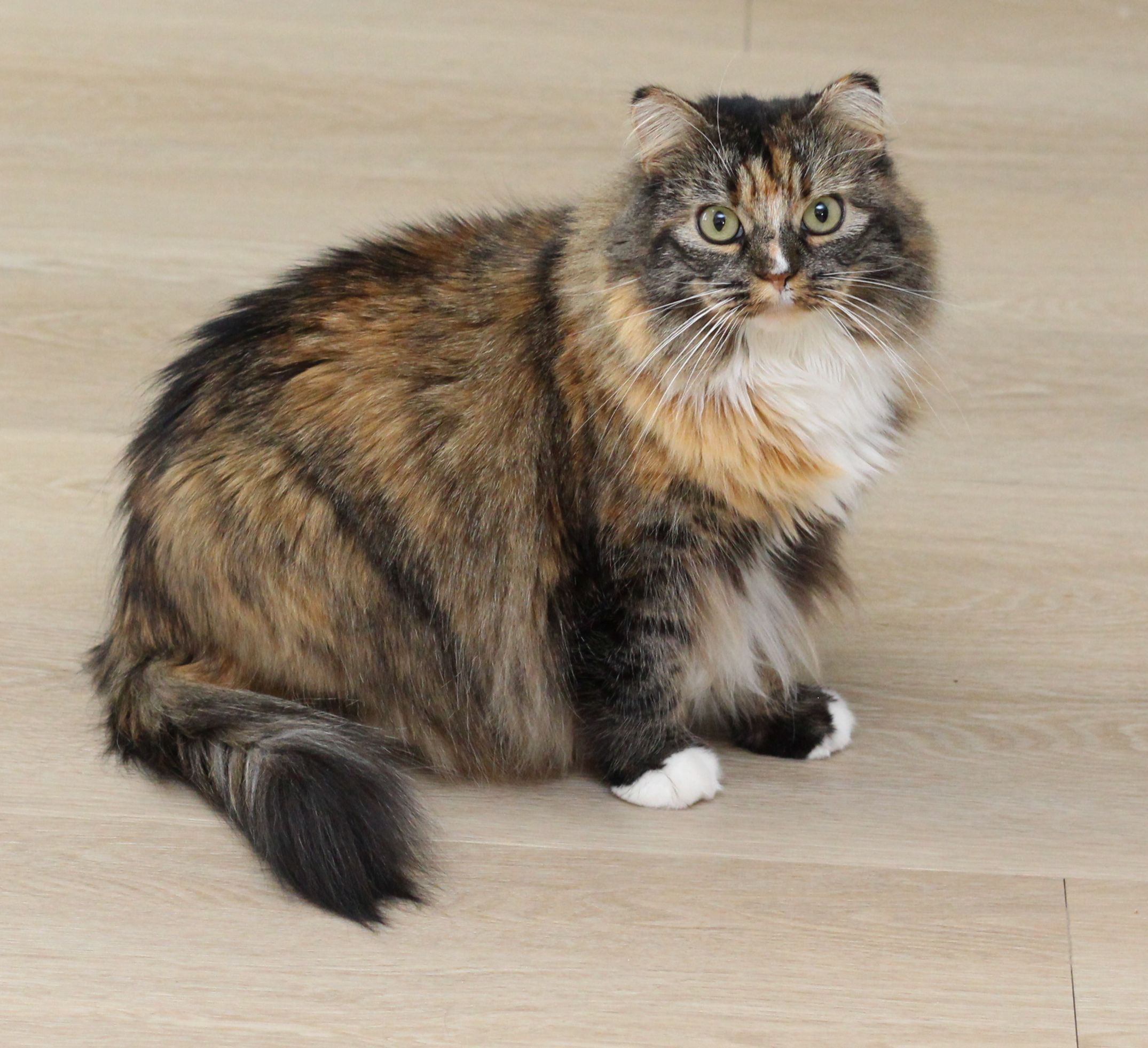Enlarge Esme, a Adoptable Tortoiseshell in Lethbridge, AB image 3/8