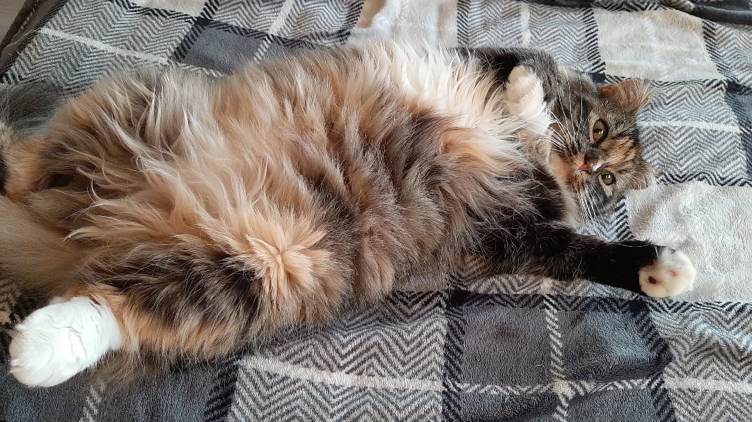 Enlarge Esme, a Adoptable Tortoiseshell in Lethbridge, AB image 4/8