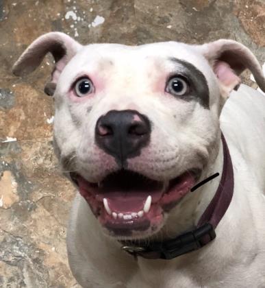 Momma, Adoptable, Adult Female American Staffordshire Terrier & Mixed Breed.