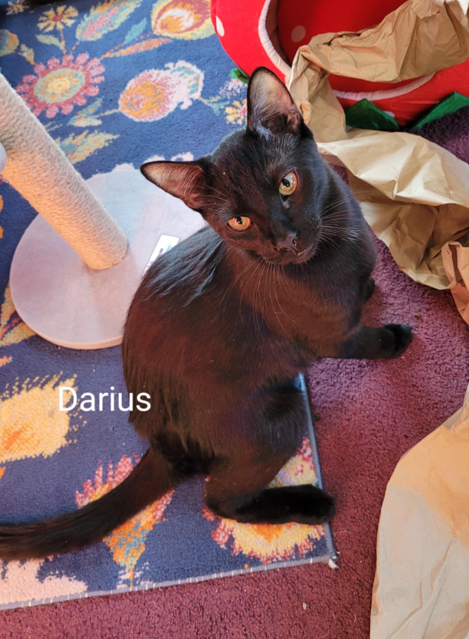 Draven & Darius- BONDED PAIR photo 4