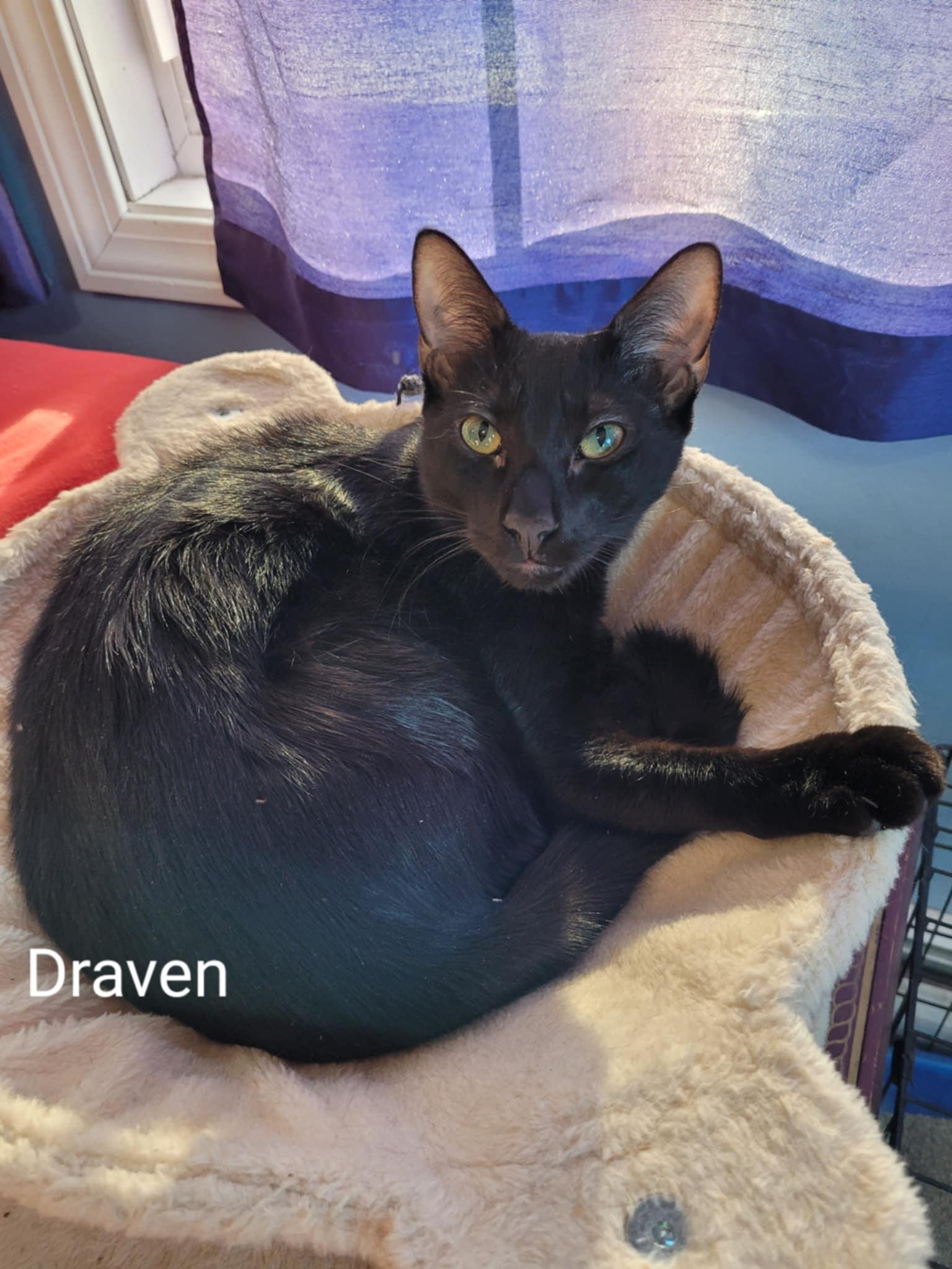 Draven & Darius- BONDED PAIR, Adult Male Domestic Short Hair