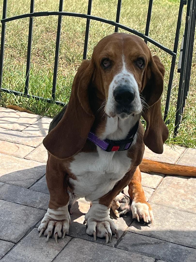 Enlarge Leia, a Adoptable Basset Hound in Auburndale, FL image 3/4