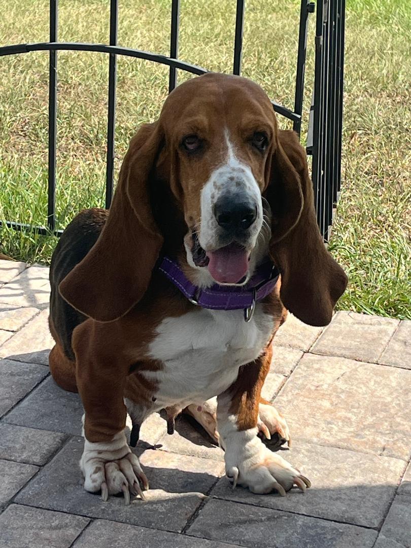 Enlarge Leia, a Adoptable Basset Hound in Auburndale, FL image 2/4