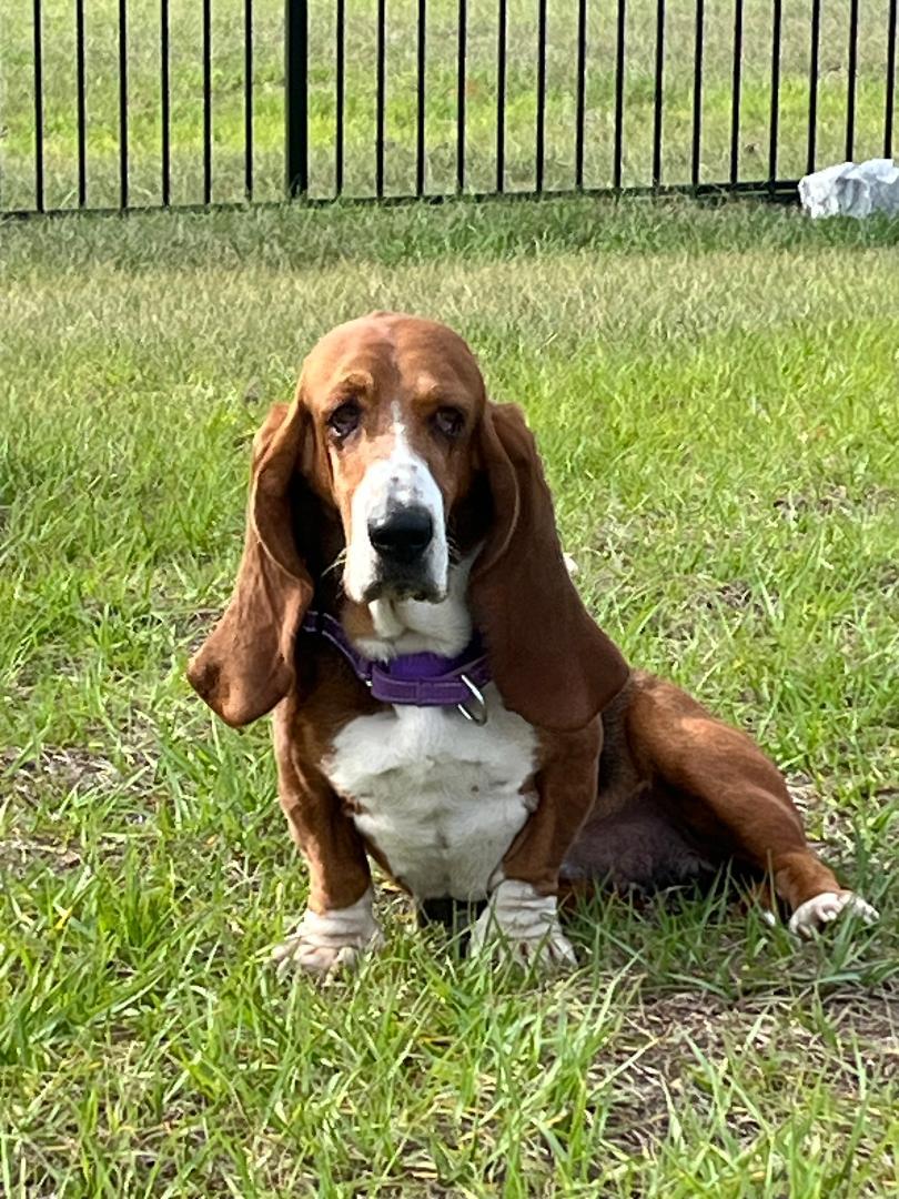 Leia, Adoptable, Young Female Basset Hound.