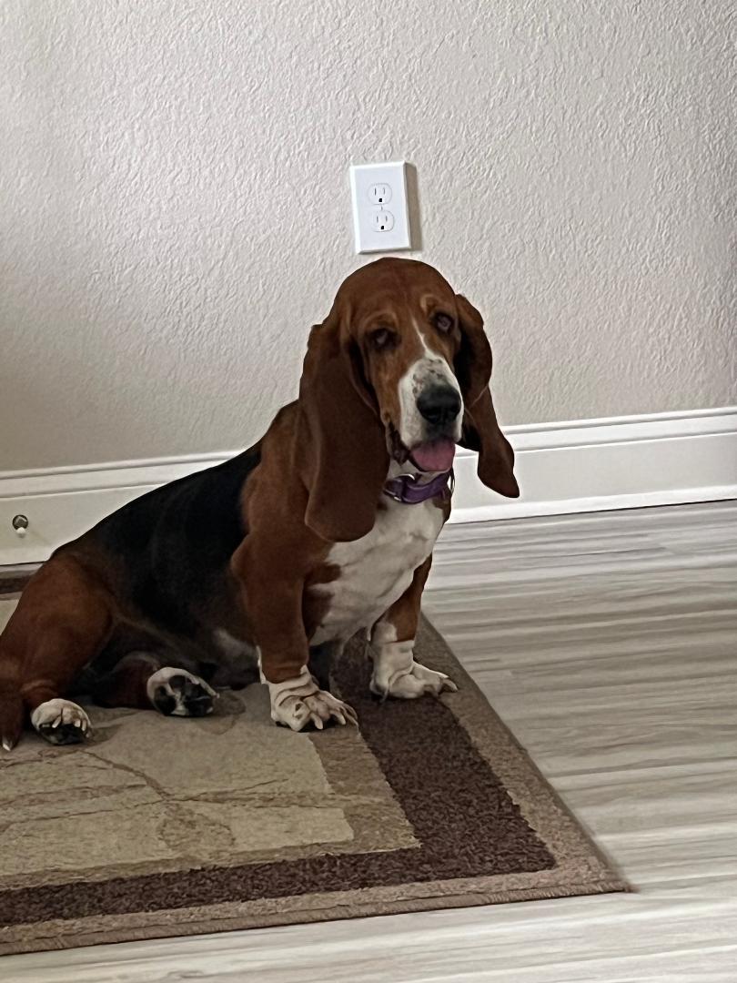 Enlarge Leia, a Adoptable Basset Hound in Auburndale, FL image 4/4