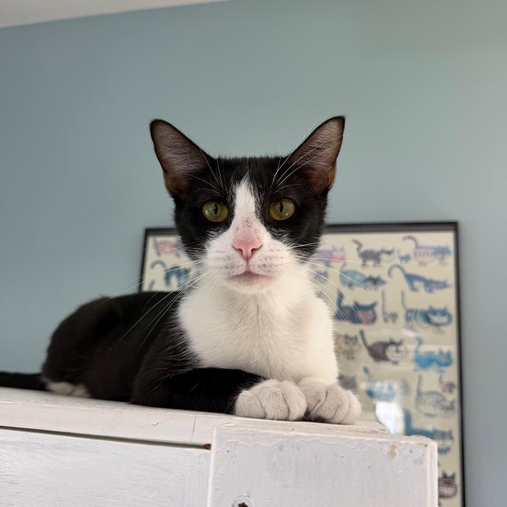 Sally, Adoptable, Adult Female Domestic Short Hair.