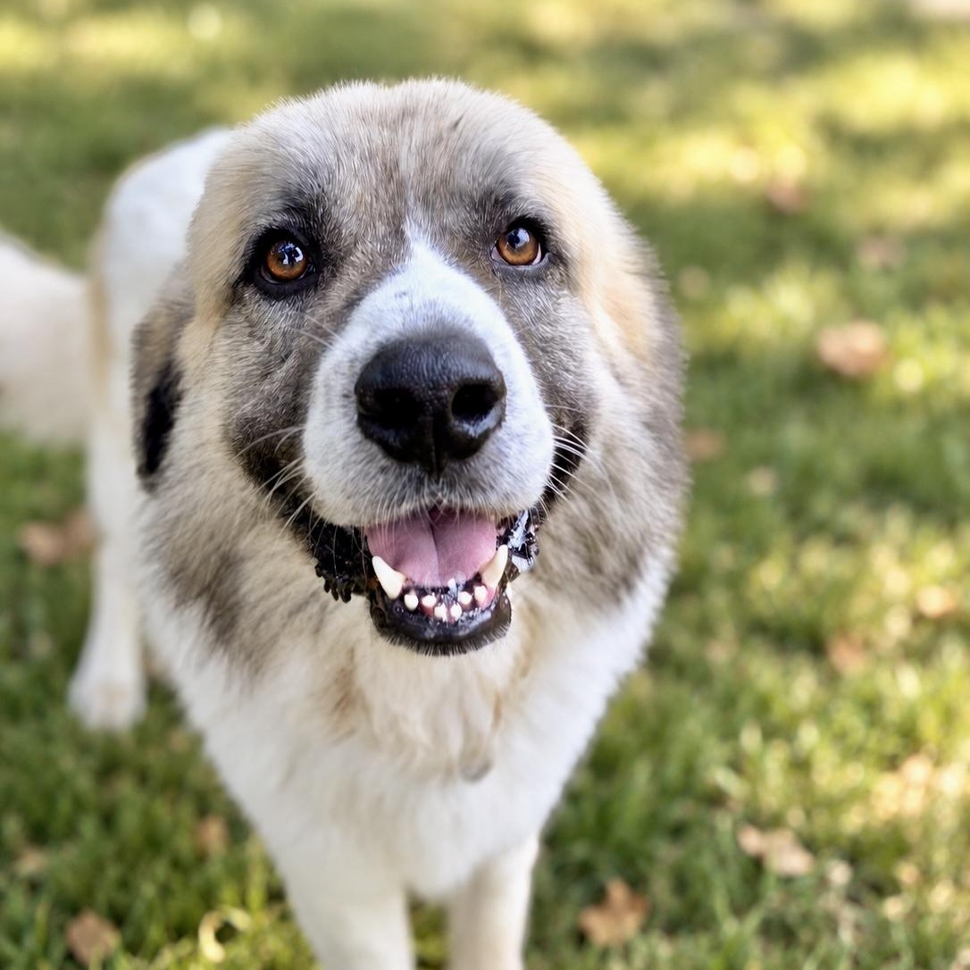 Lars, Adoptable, Young Male Great Pyrenees.