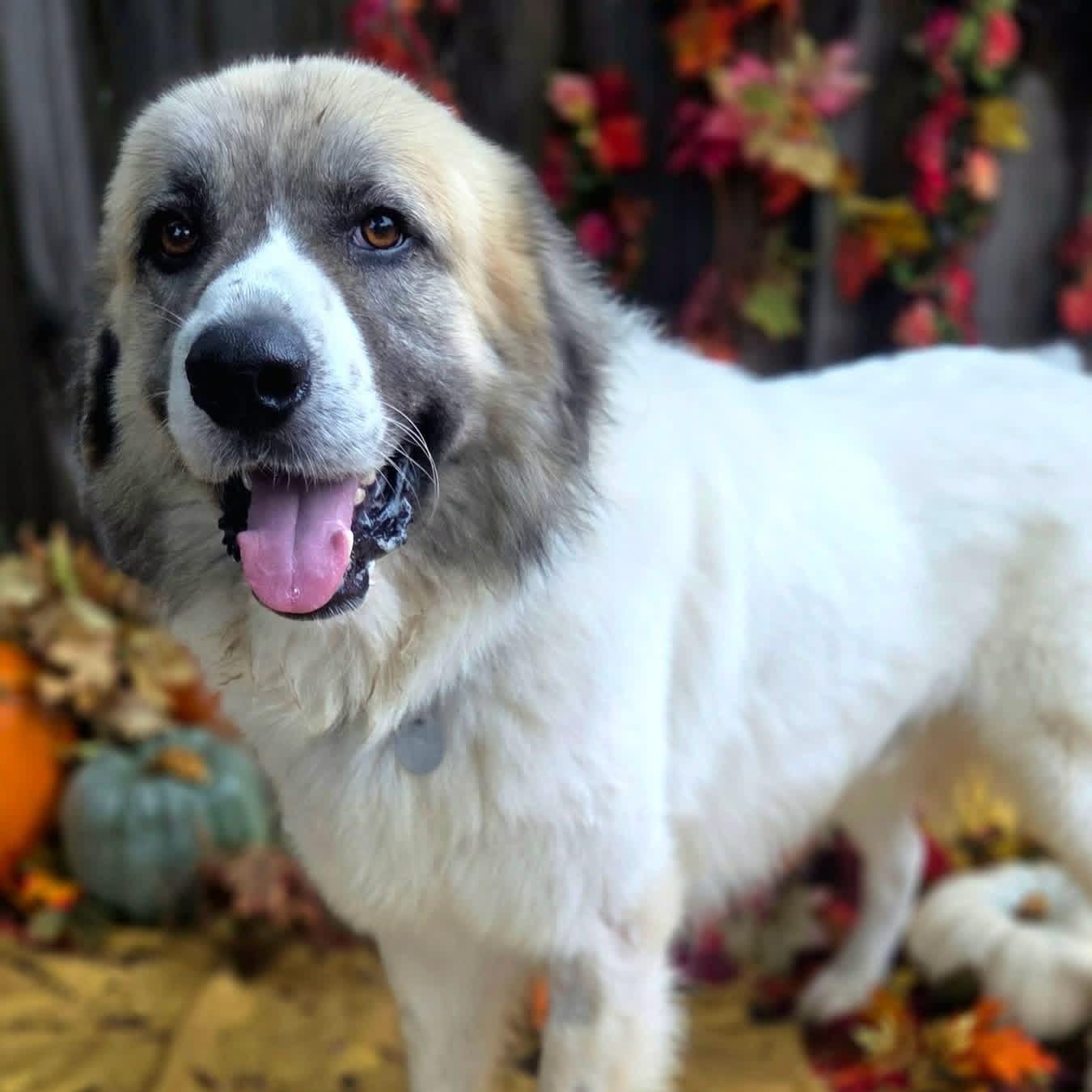 Enlarge Lars, a Adoptable mixed breed in Mendham, NJ image 2/2