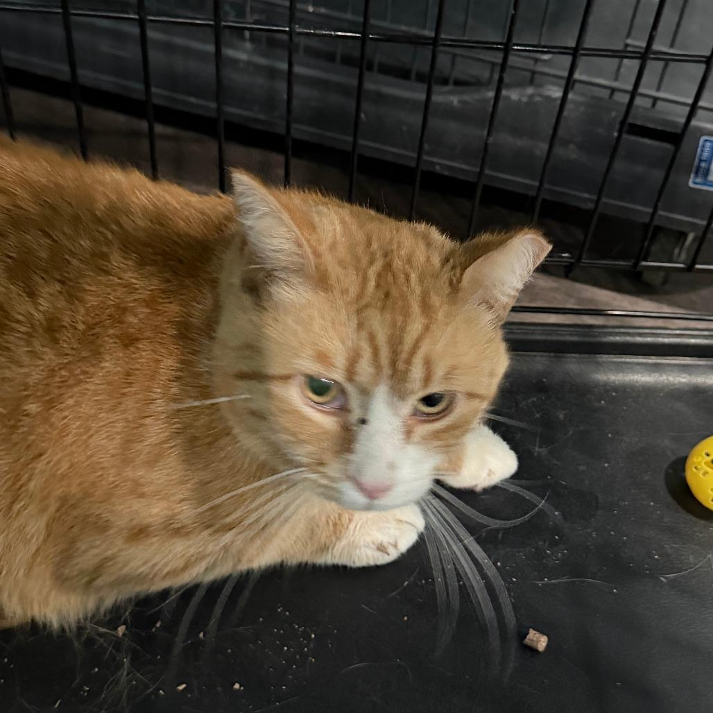 Enlarge Vester, a Adoptable Domestic Short Hair in Marion, VA image 2/2