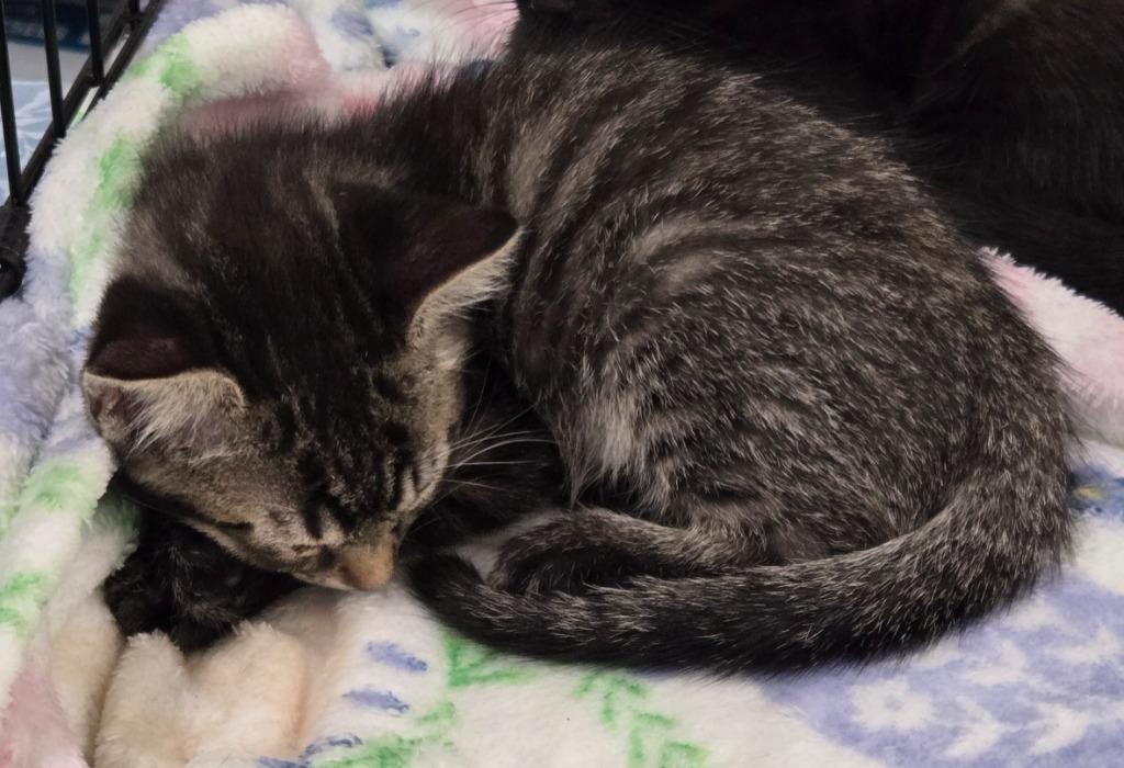Varoom, Adoptable, Kitten Male Domestic Short Hair.
