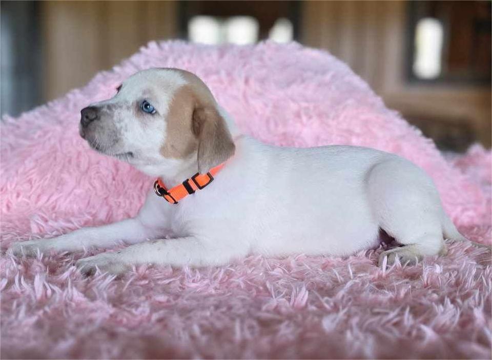 Animal Riata Dog for adoption - Riata, a Great Pyrenees & Boxer Mix in Brattleboro ...