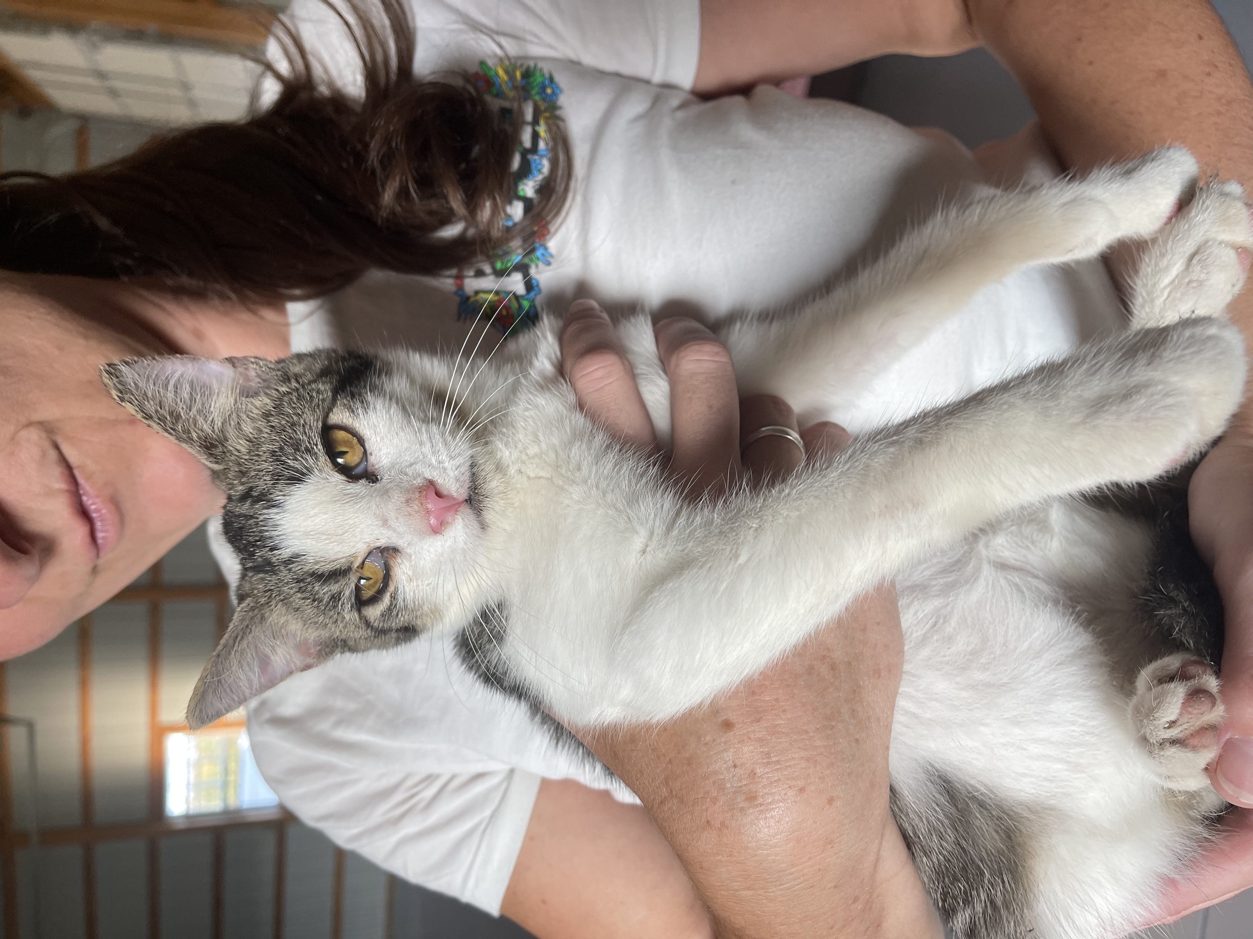 Dove, a Adoptable Domestic Short Hair in Bridgeton, NJ image 1/2