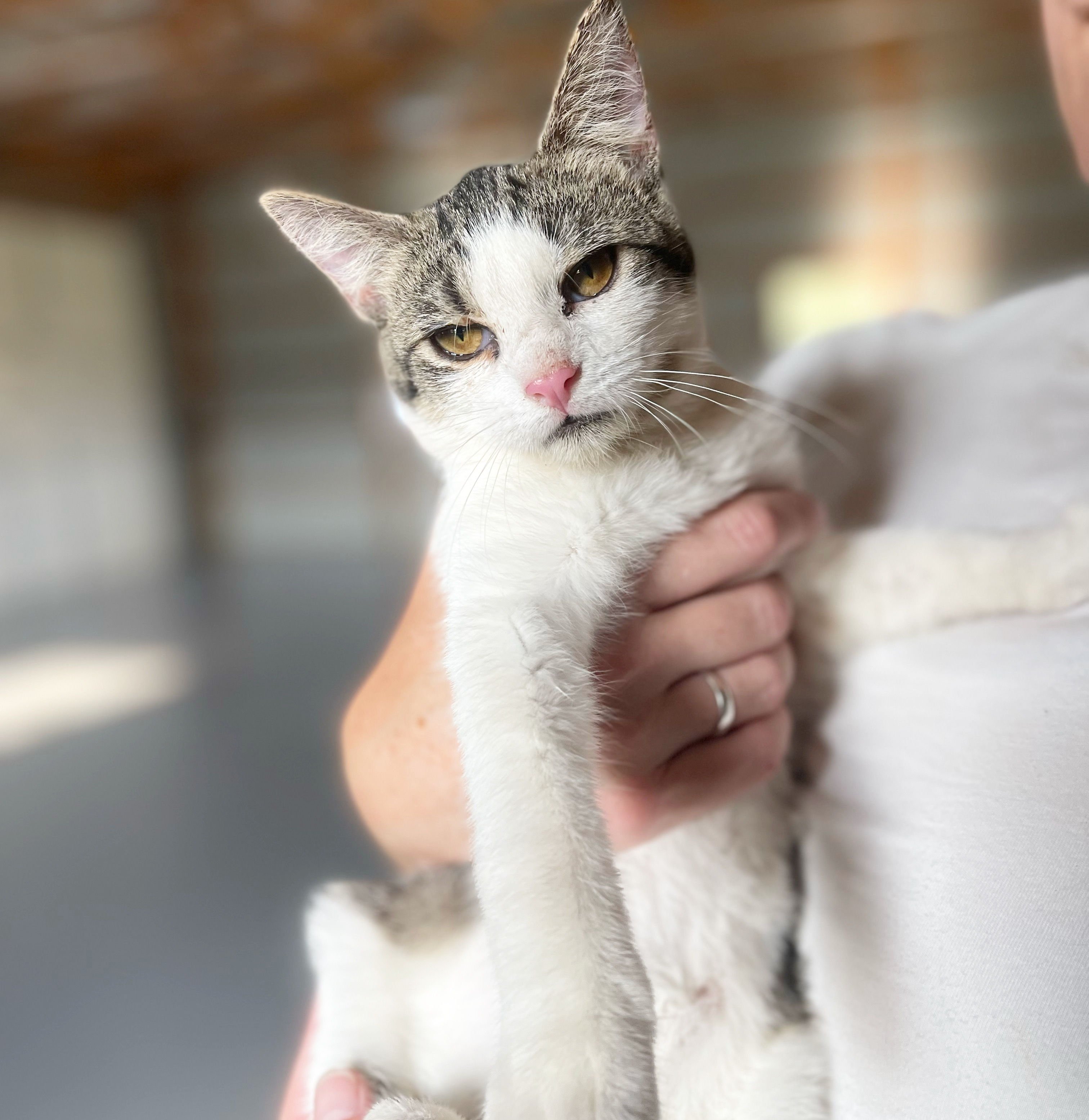 Dove, a Adoptable Domestic Short Hair in Bridgeton, NJ image 2/2