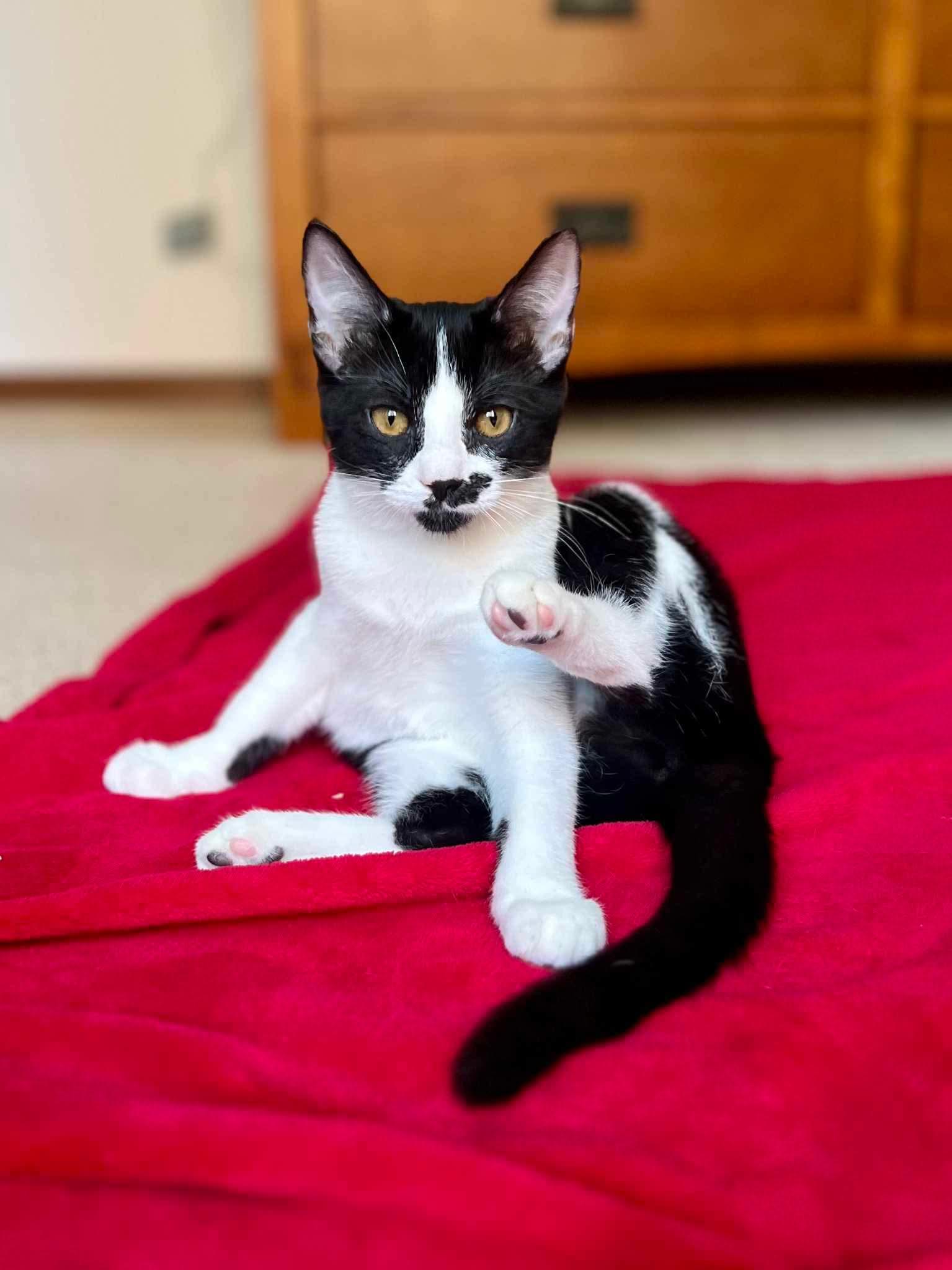 Enlarge Stasha, an adoptable Domestic Short Hair in Puyallup, WA image 1/7