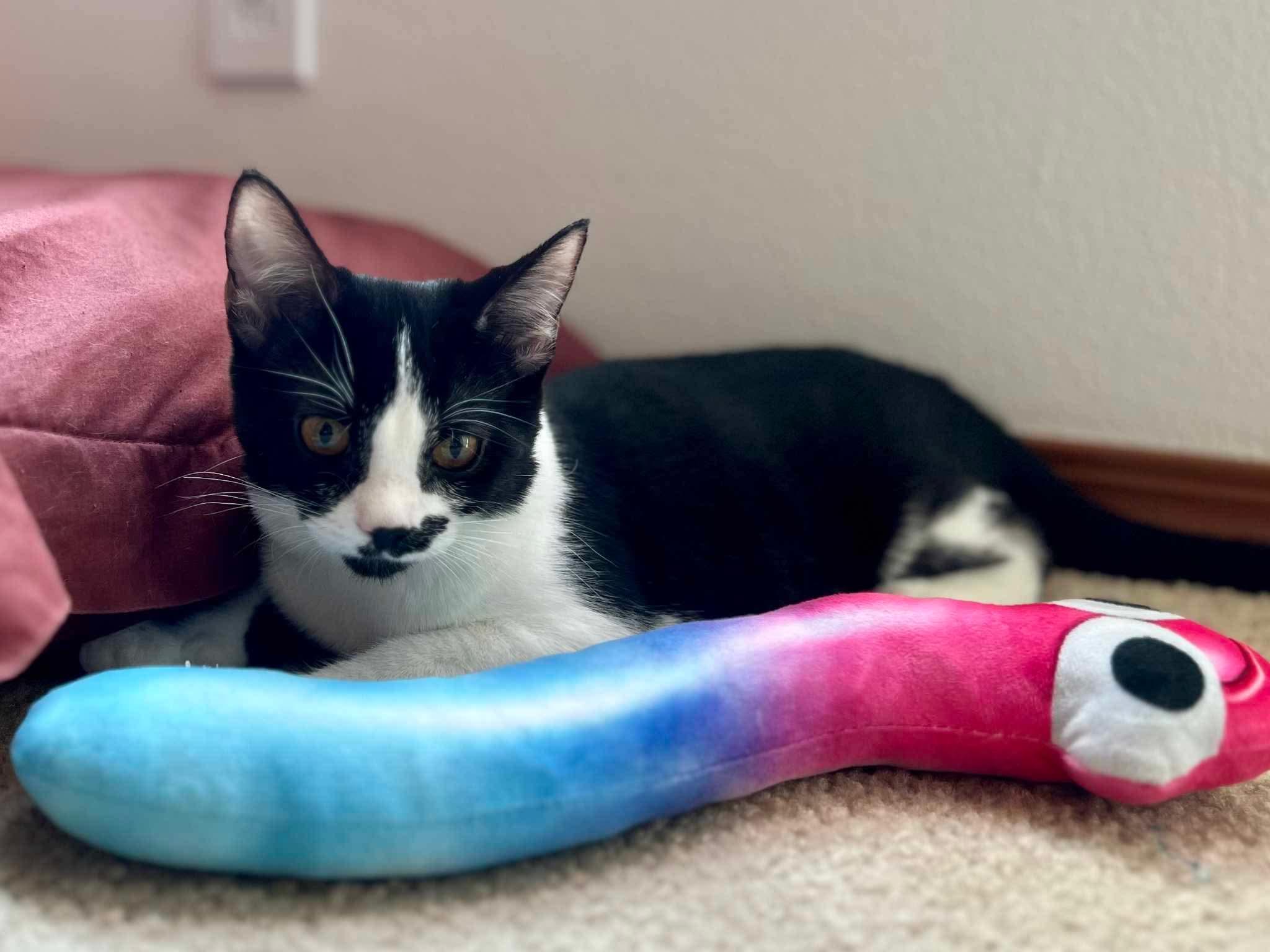 Enlarge Stasha, an adoptable Domestic Short Hair in Puyallup, WA image 4/7