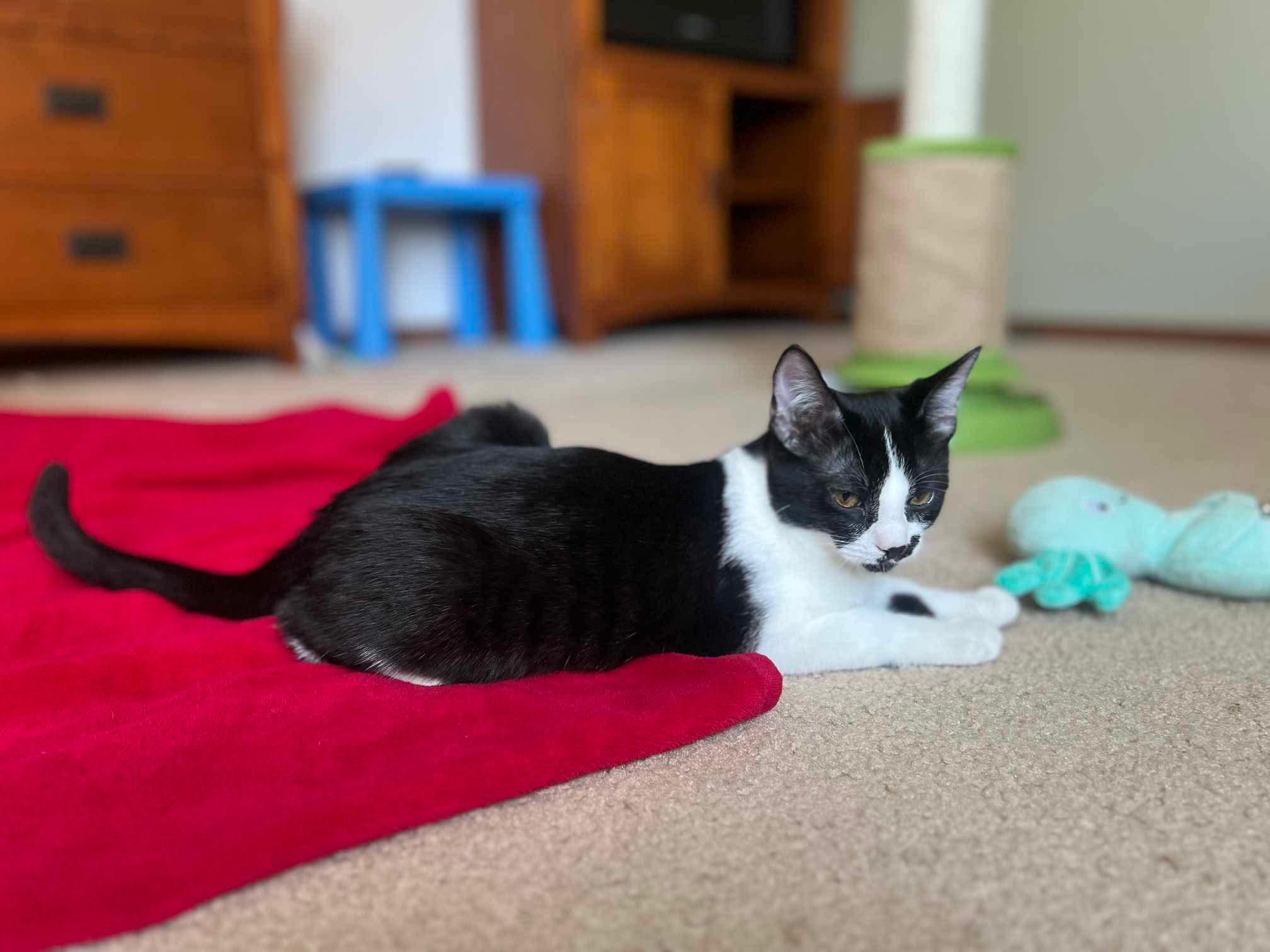 Enlarge Stasha, an adoptable Domestic Short Hair in Puyallup, WA image 5/7