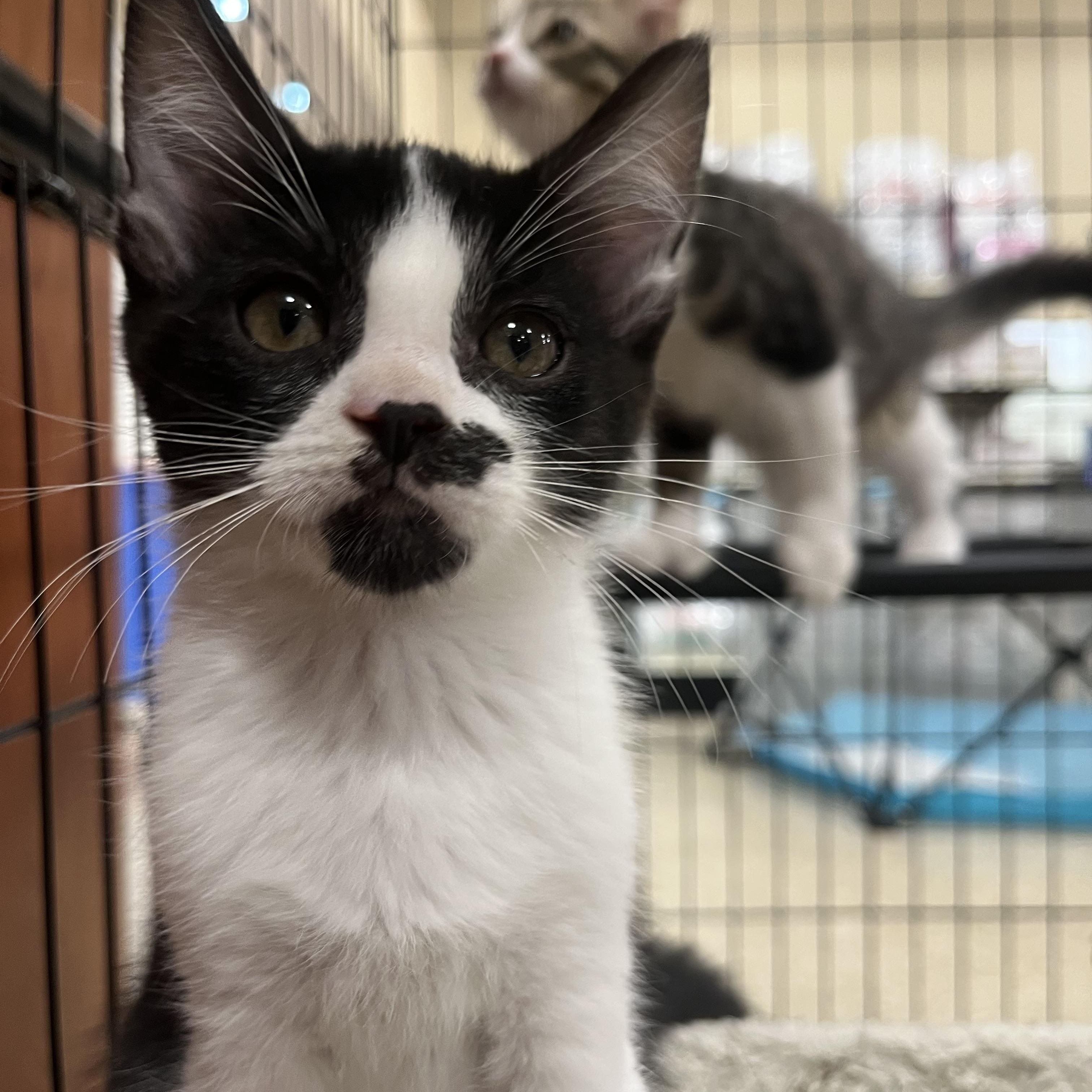 Enlarge Stasha, an adoptable Domestic Short Hair in Puyallup, WA image 6/7