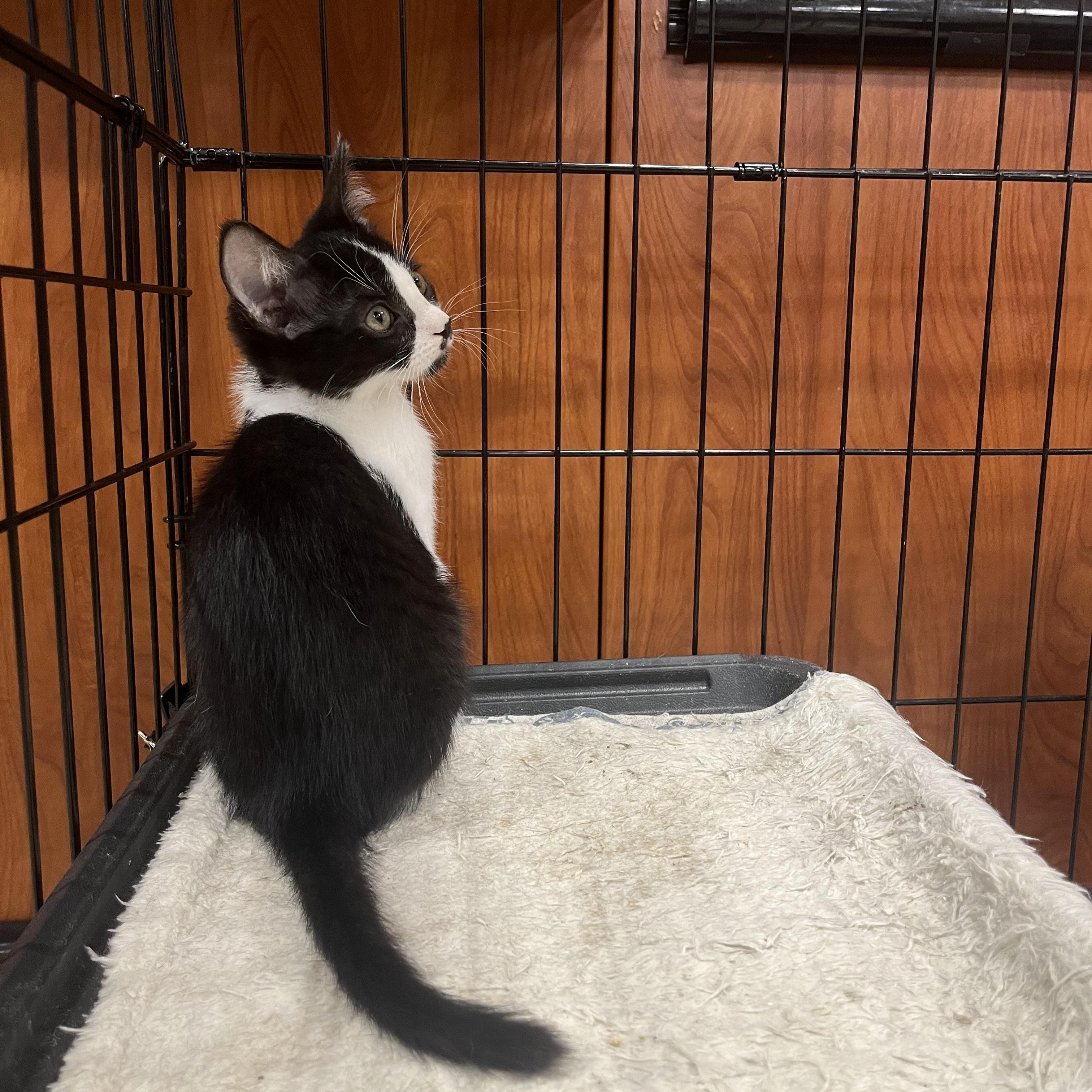 Enlarge Stasha, an adoptable Domestic Short Hair in Puyallup, WA image 7/7