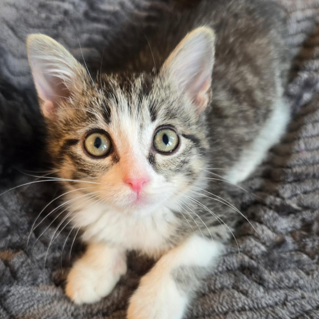 Aquafina, Adoptable, Kitten Female Domestic Short Hair.