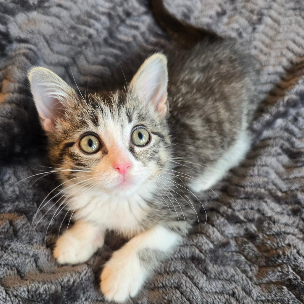Aquafina, a Adoptable Domestic Short Hair in Evanston, IL image 3/4