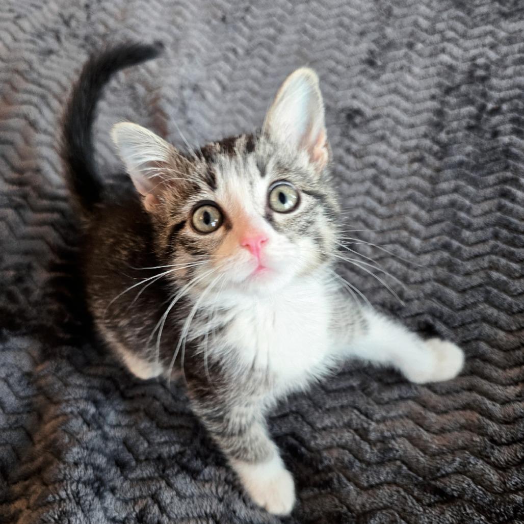 Aquafina, a Adoptable Domestic Short Hair in Evanston, IL image 4/4
