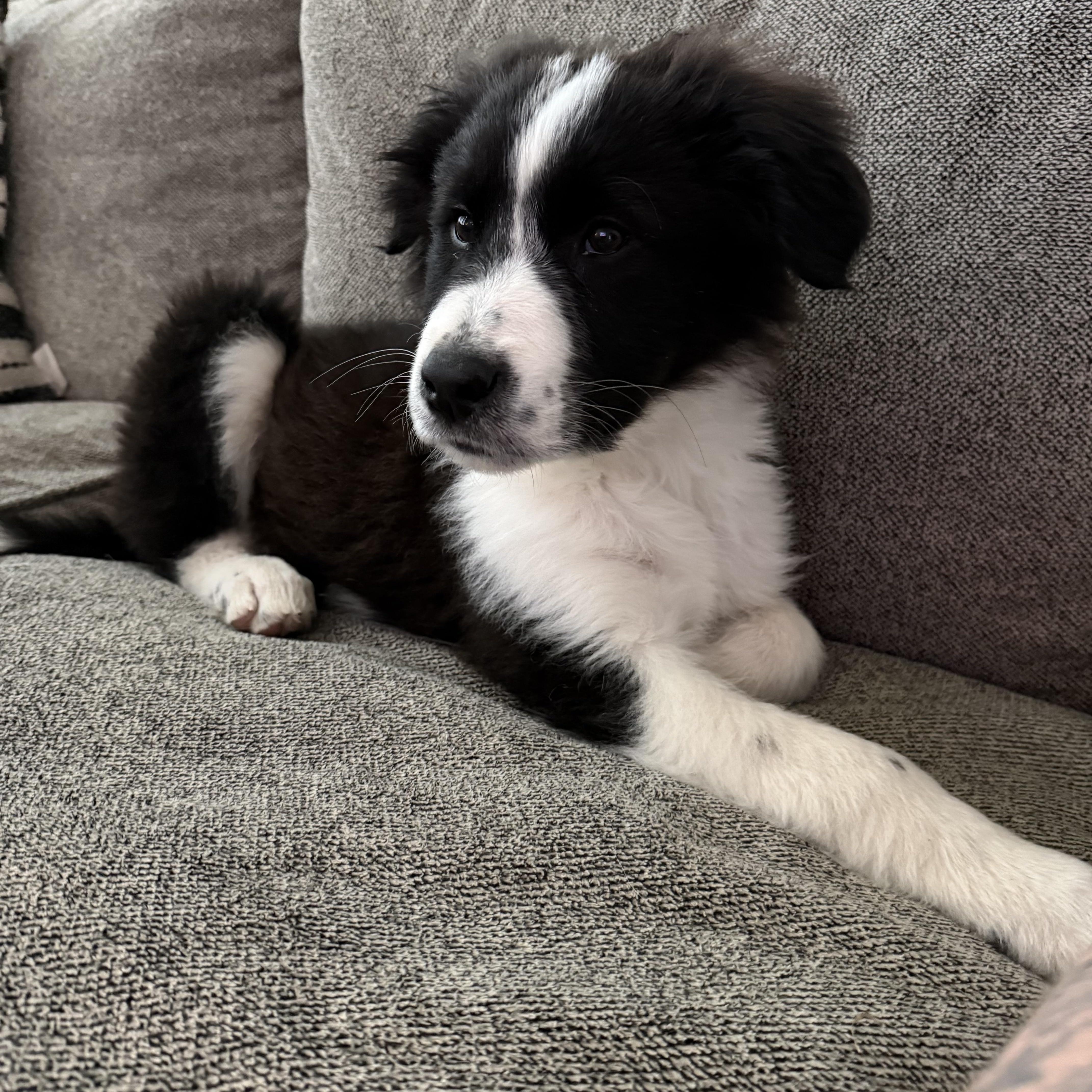 Enlarge Bolt , a ADOPTABLE mixed breed in Bonney Lake, WA image 5/6