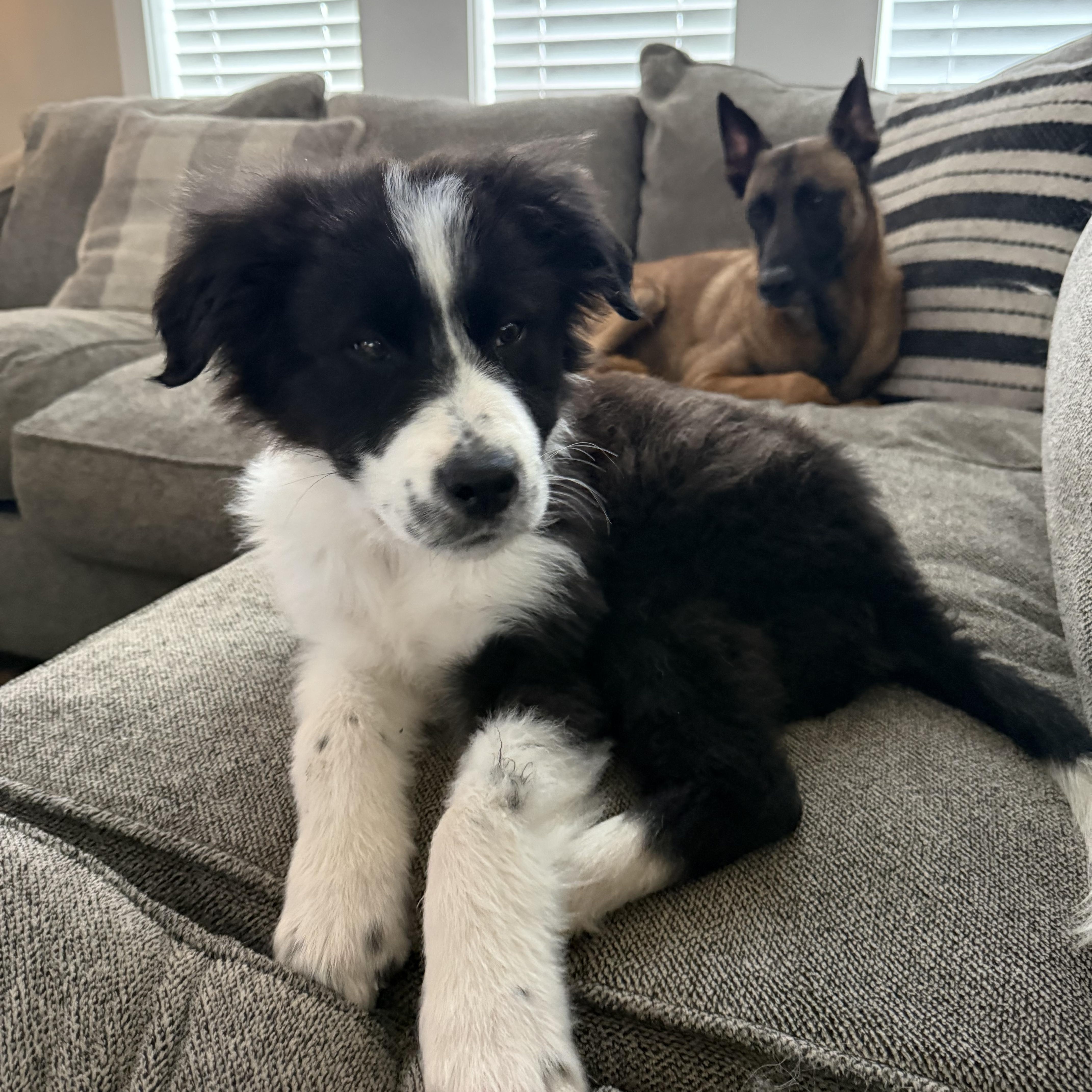 Enlarge Bolt , a ADOPTABLE mixed breed in Bonney Lake, WA image 6/6