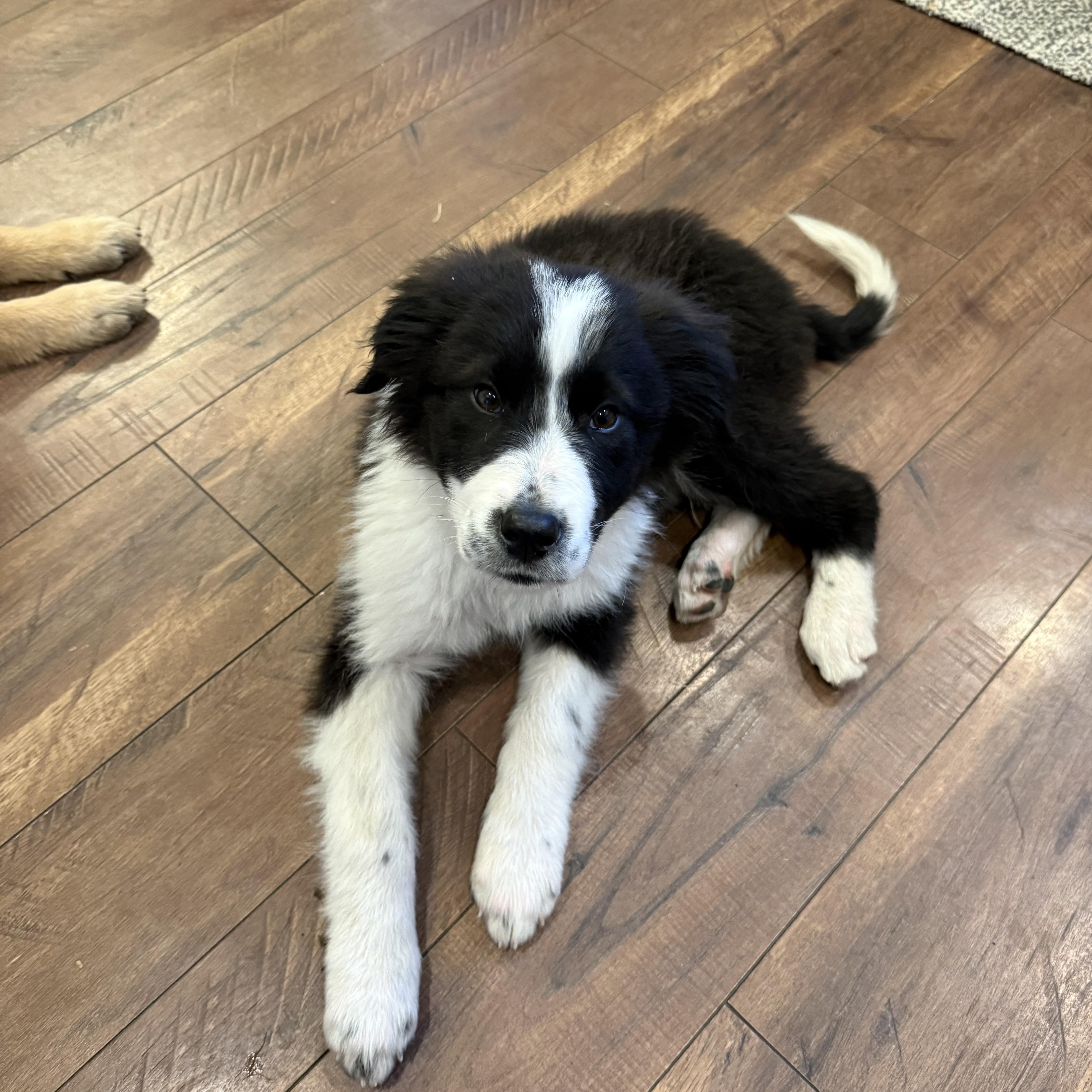 Enlarge Bolt , a ADOPTABLE mixed breed in Bonney Lake, WA image 3/6