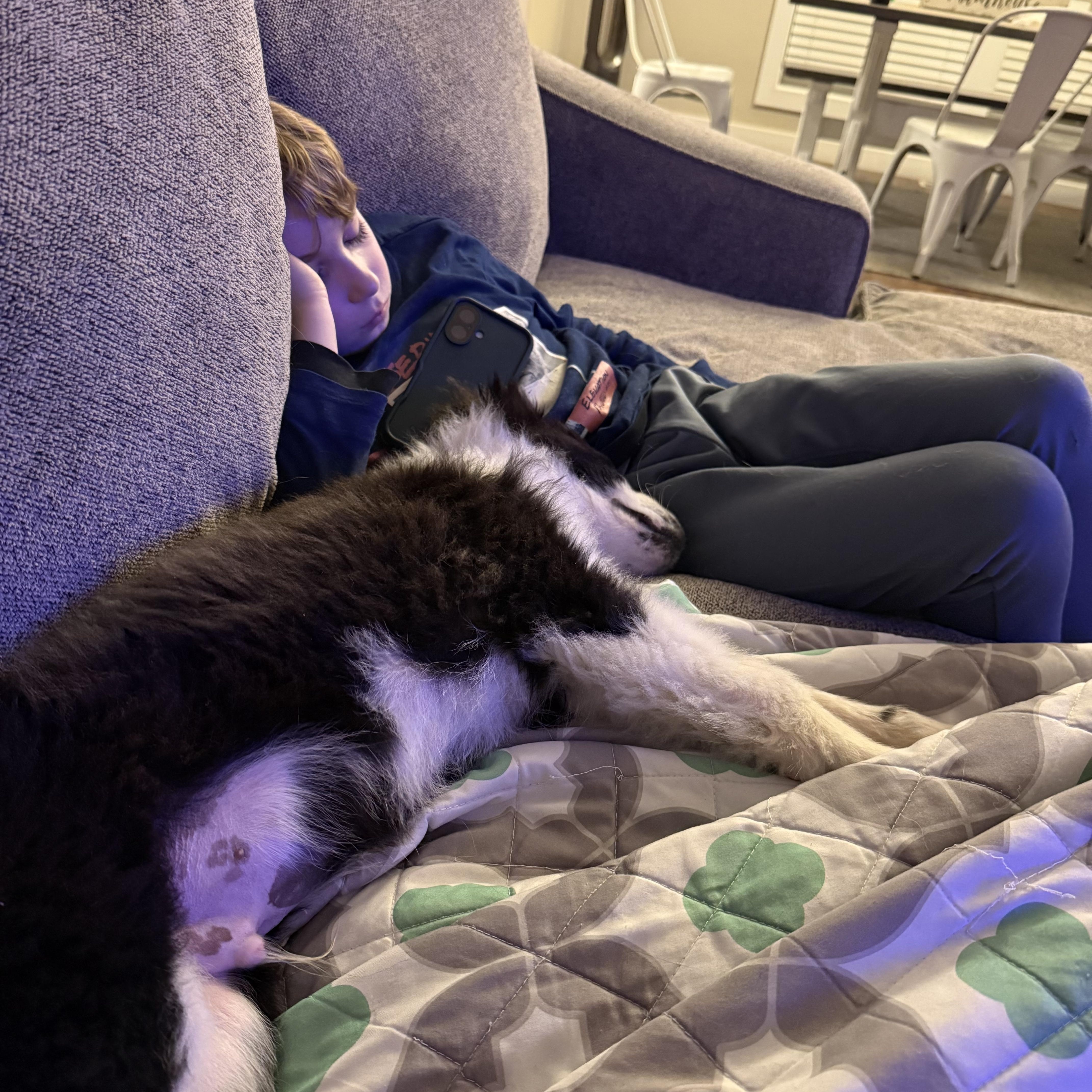 Enlarge Bolt , a ADOPTABLE mixed breed in Bonney Lake, WA image 2/6