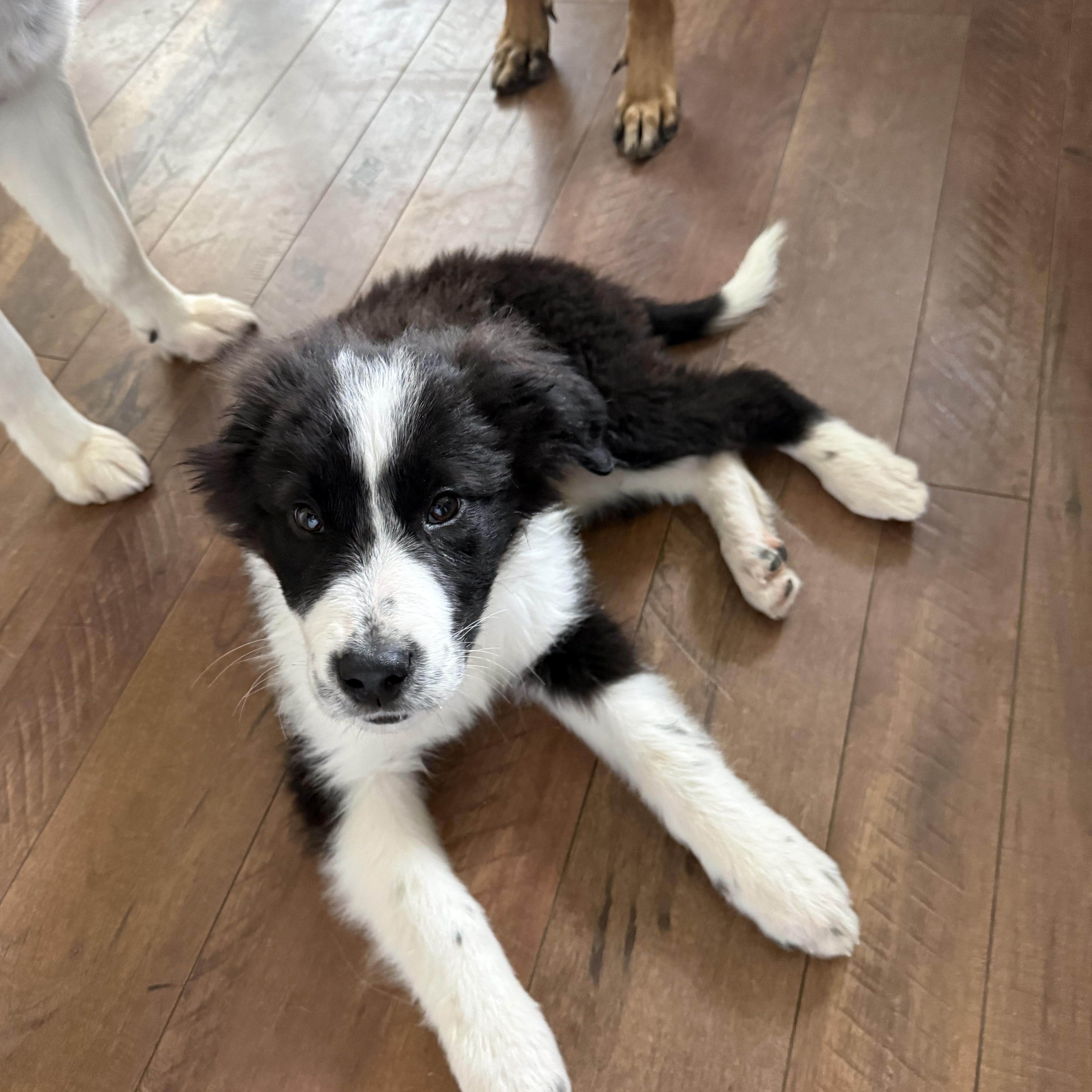 Enlarge Bolt , a ADOPTABLE mixed breed in Bonney Lake, WA image 1/6