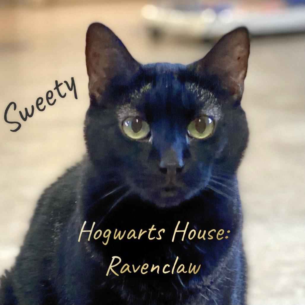 Sweetie, Adoptable, Senior Female Domestic Short Hair.