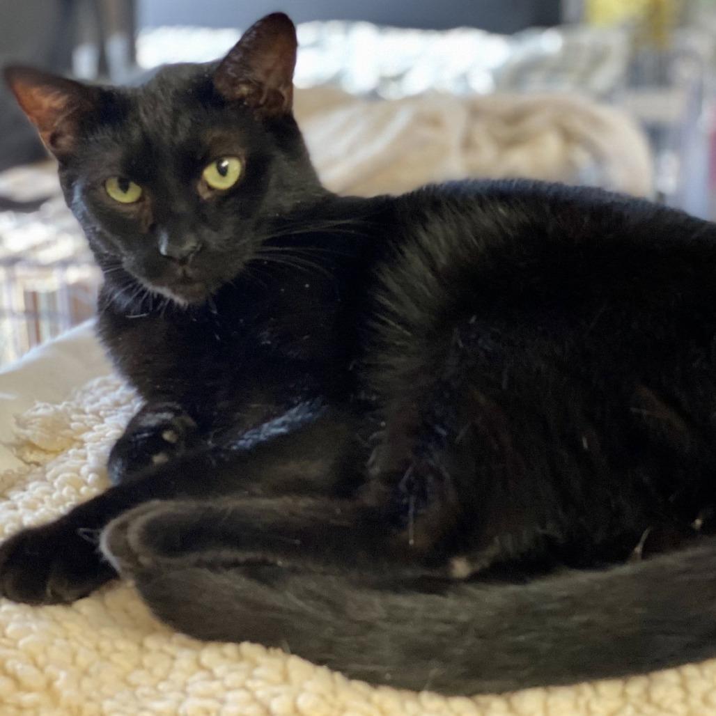 Enlarge Sweetie, a Adoptable Domestic Short Hair in Berkeley Springs, WV image 2/3