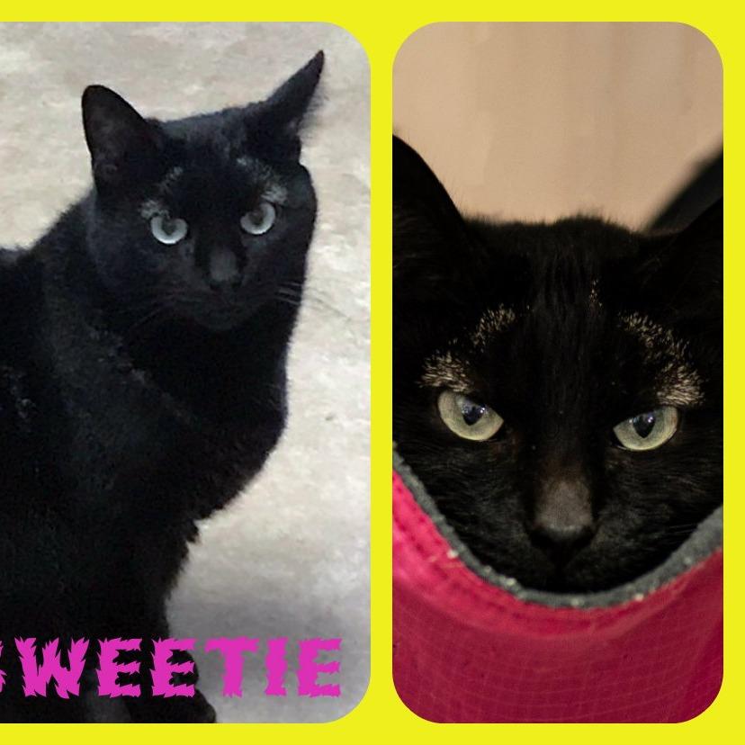 Enlarge Sweetie, a Adoptable Domestic Short Hair in Berkeley Springs, WV image 3/3