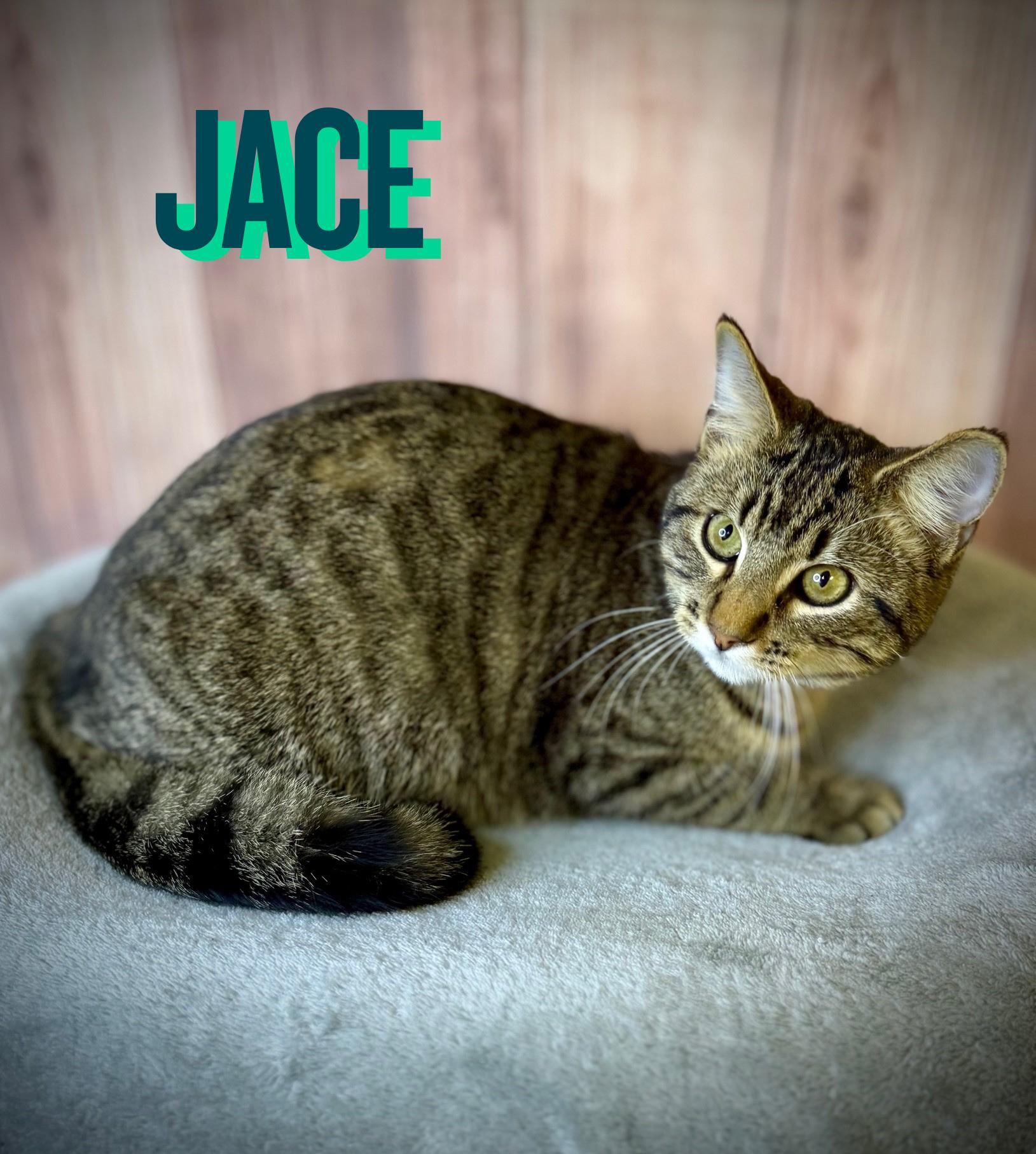 Jace, ADOPTABLE, Young Male Domestic Short Hair.