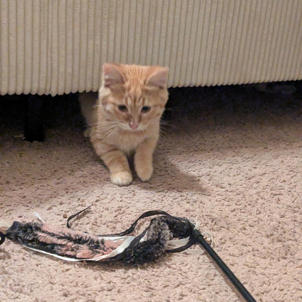 Yammy, Adoptable, Young Male Domestic Short Hair.