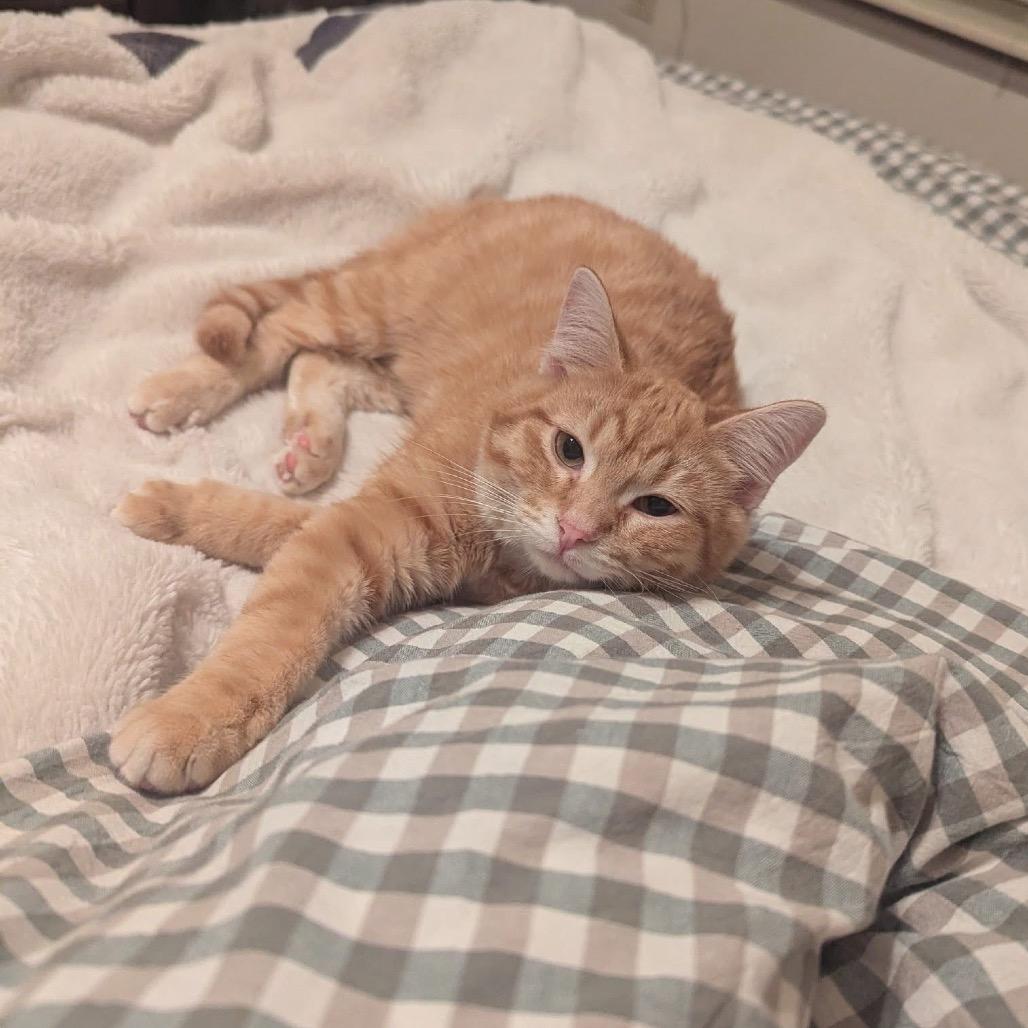 Enlarge Yammy, a Adoptable Domestic Short Hair in Columbia, MO image 2/6