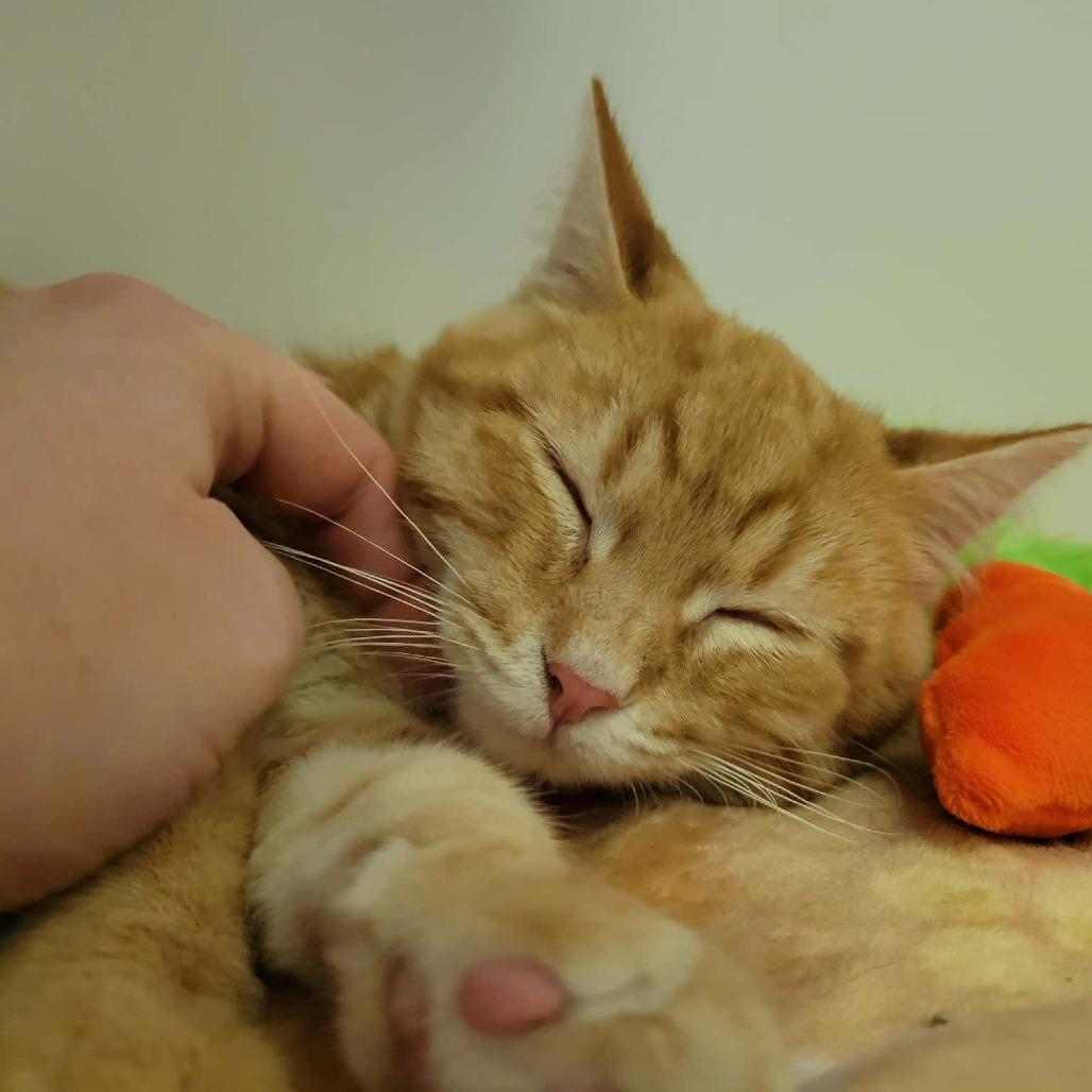 Enlarge Yammy, a Adoptable Domestic Short Hair in Columbia, MO image 5/6