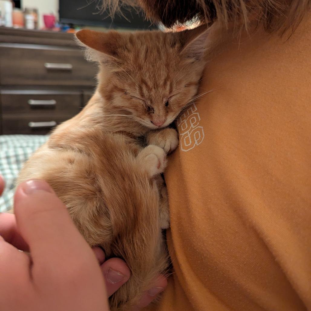 Enlarge Yammy, a Adoptable Domestic Short Hair in Columbia, MO image 6/6