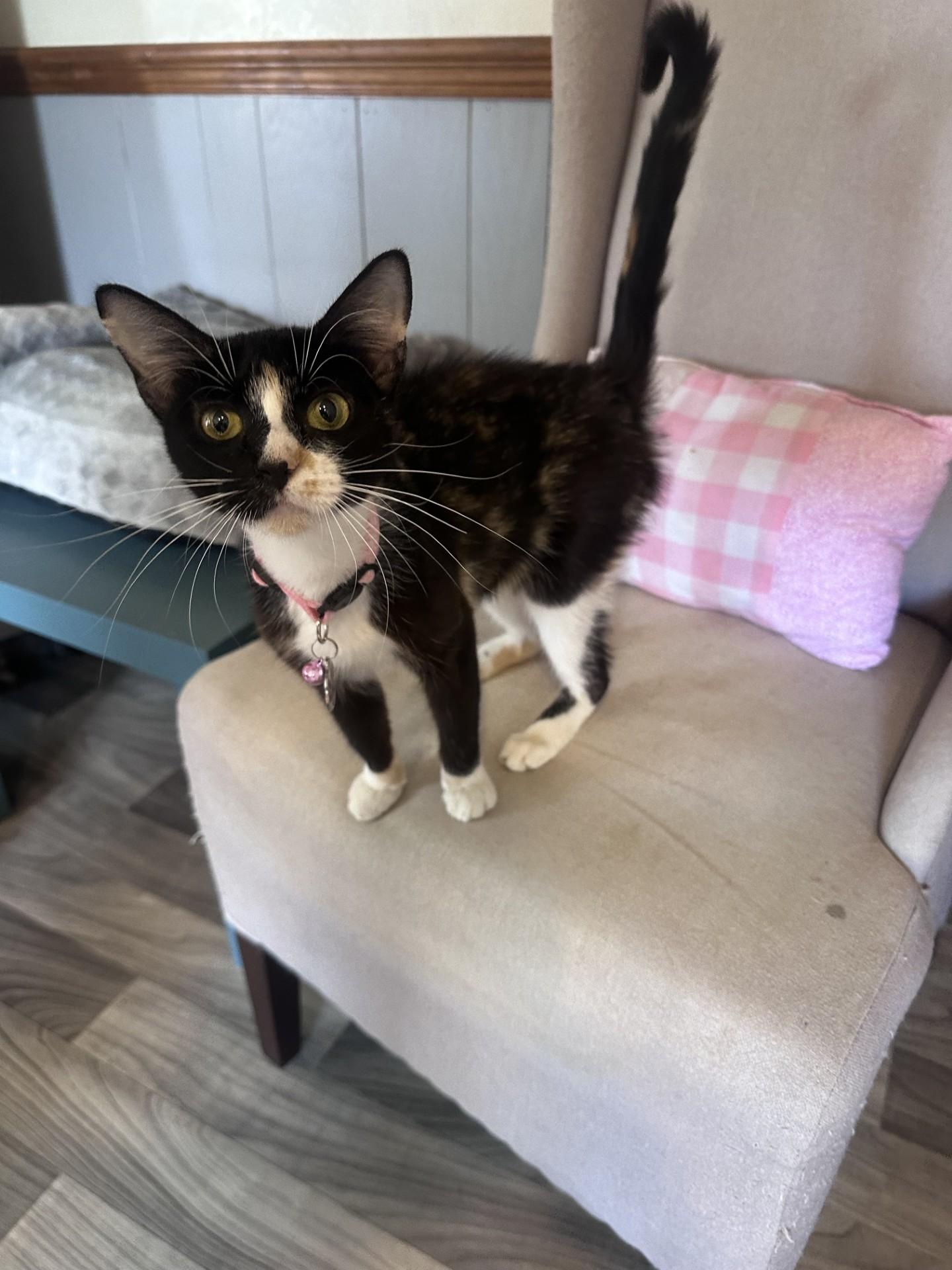 Kiki, Adoptable, Adult Female Calico.