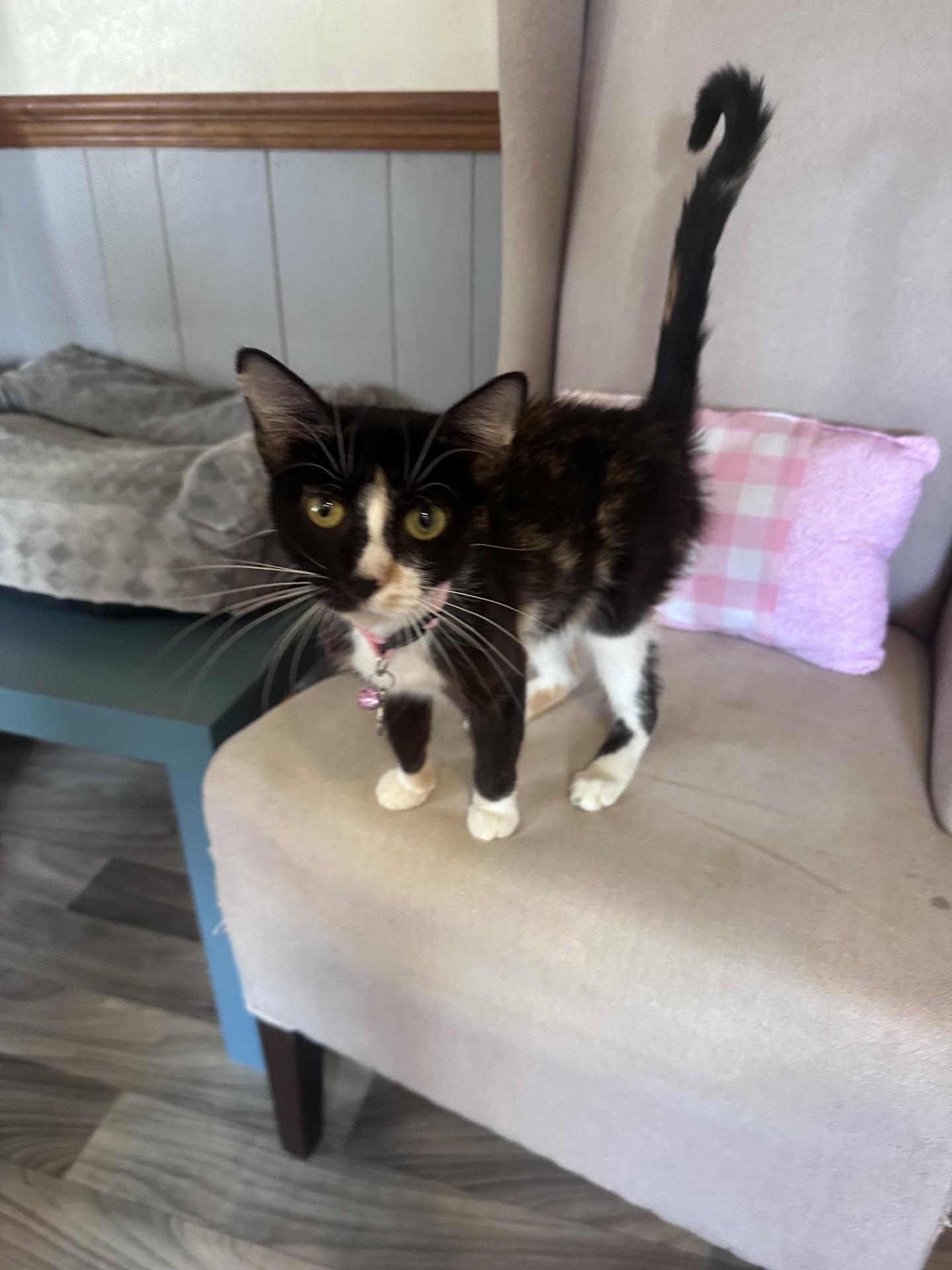 Enlarge Kiki, a Adoptable Calico in Frostproof, FL image 2/4