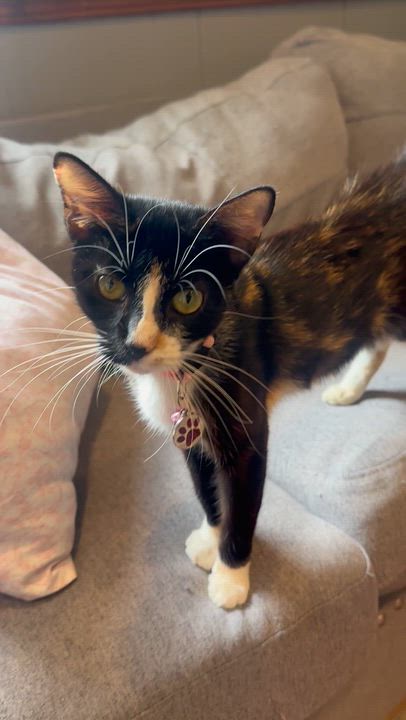 Enlarge Kiki, a Adoptable Calico in Frostproof, FL video 3/4
