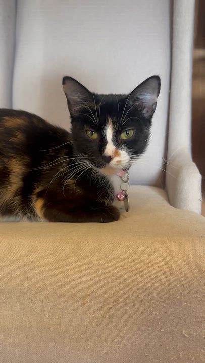 Enlarge Kiki, a Adoptable Calico in Frostproof, FL video 4/4