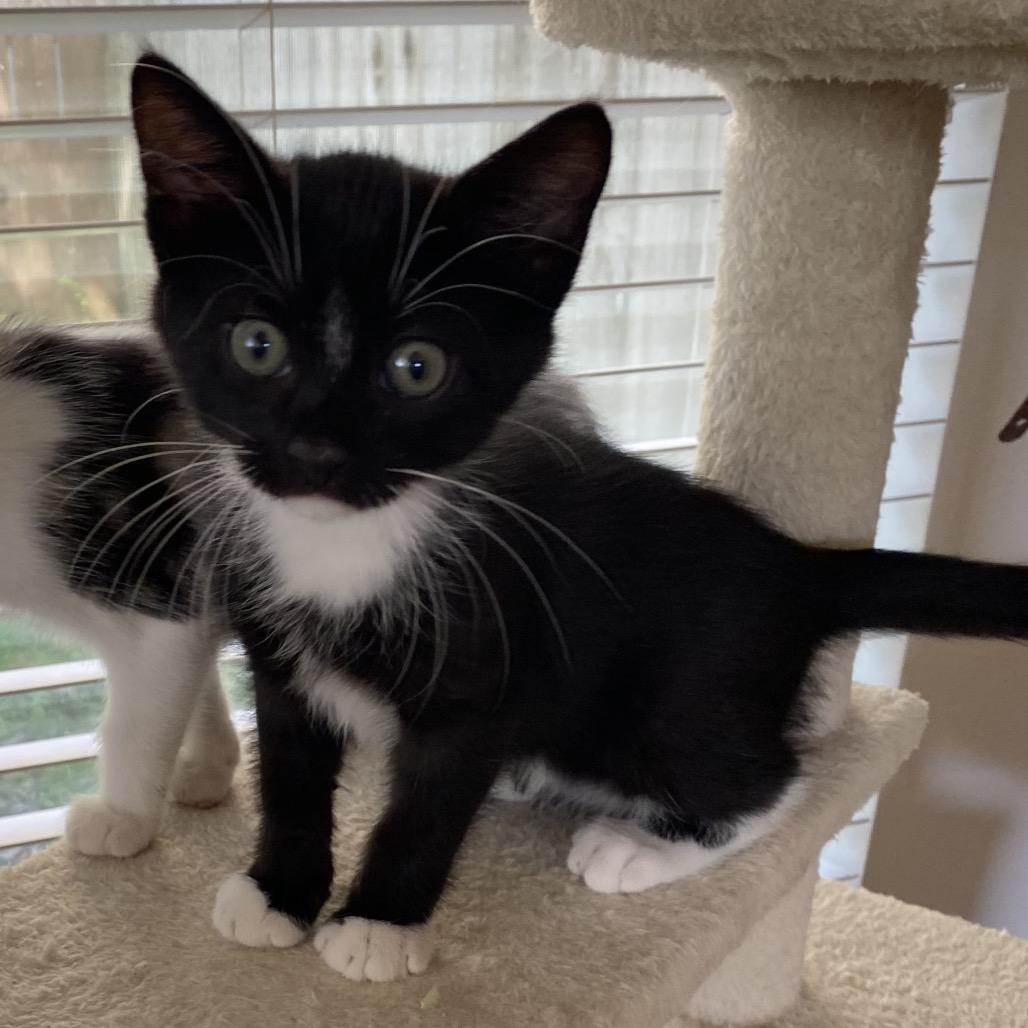 Judge A26-160, Adoptable, Kitten Male Domestic Short Hair.